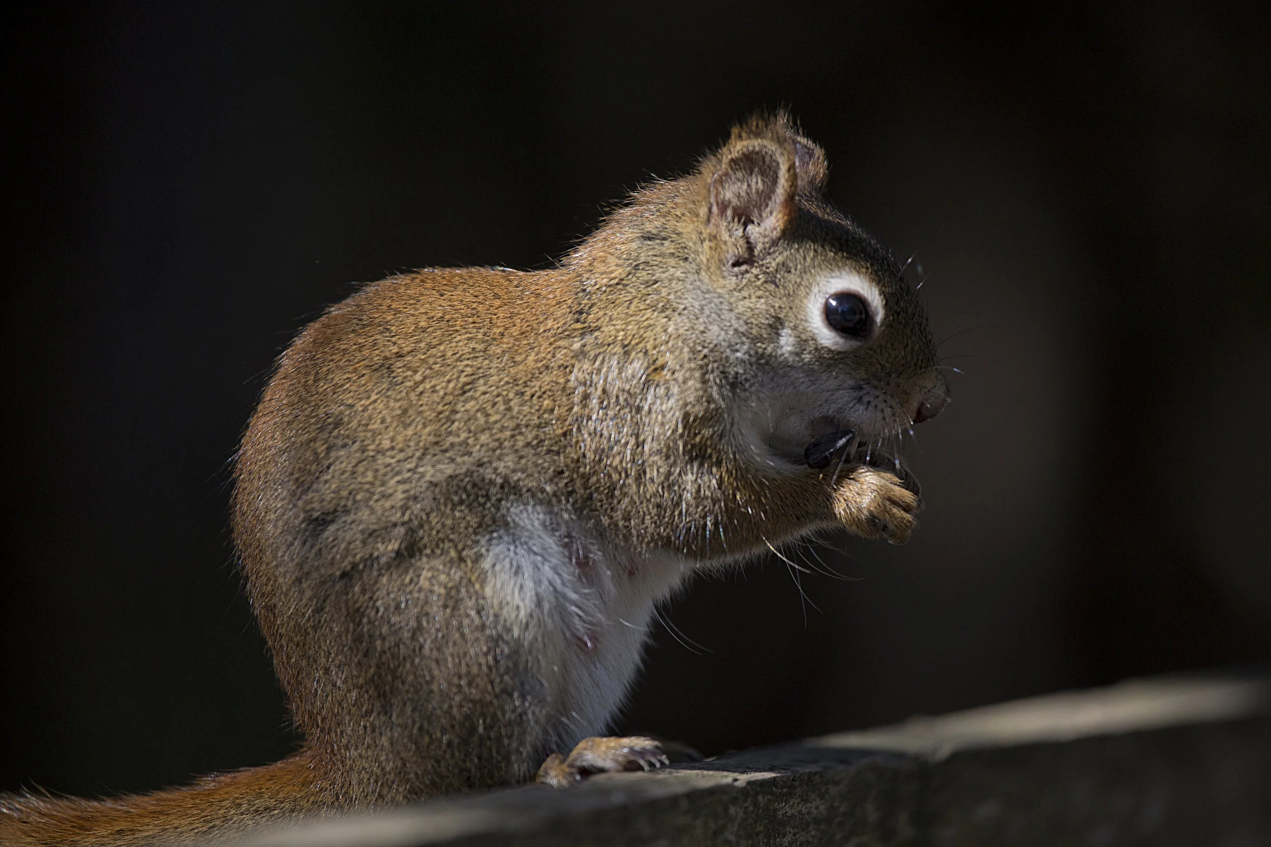 Squirrel