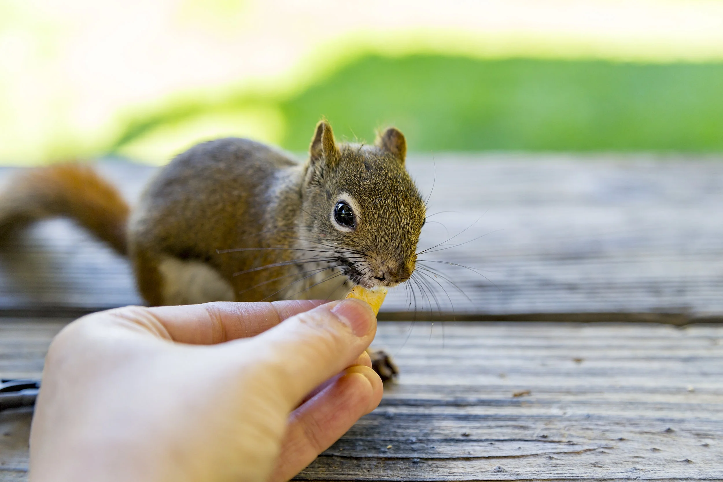 Squirrel stealing food