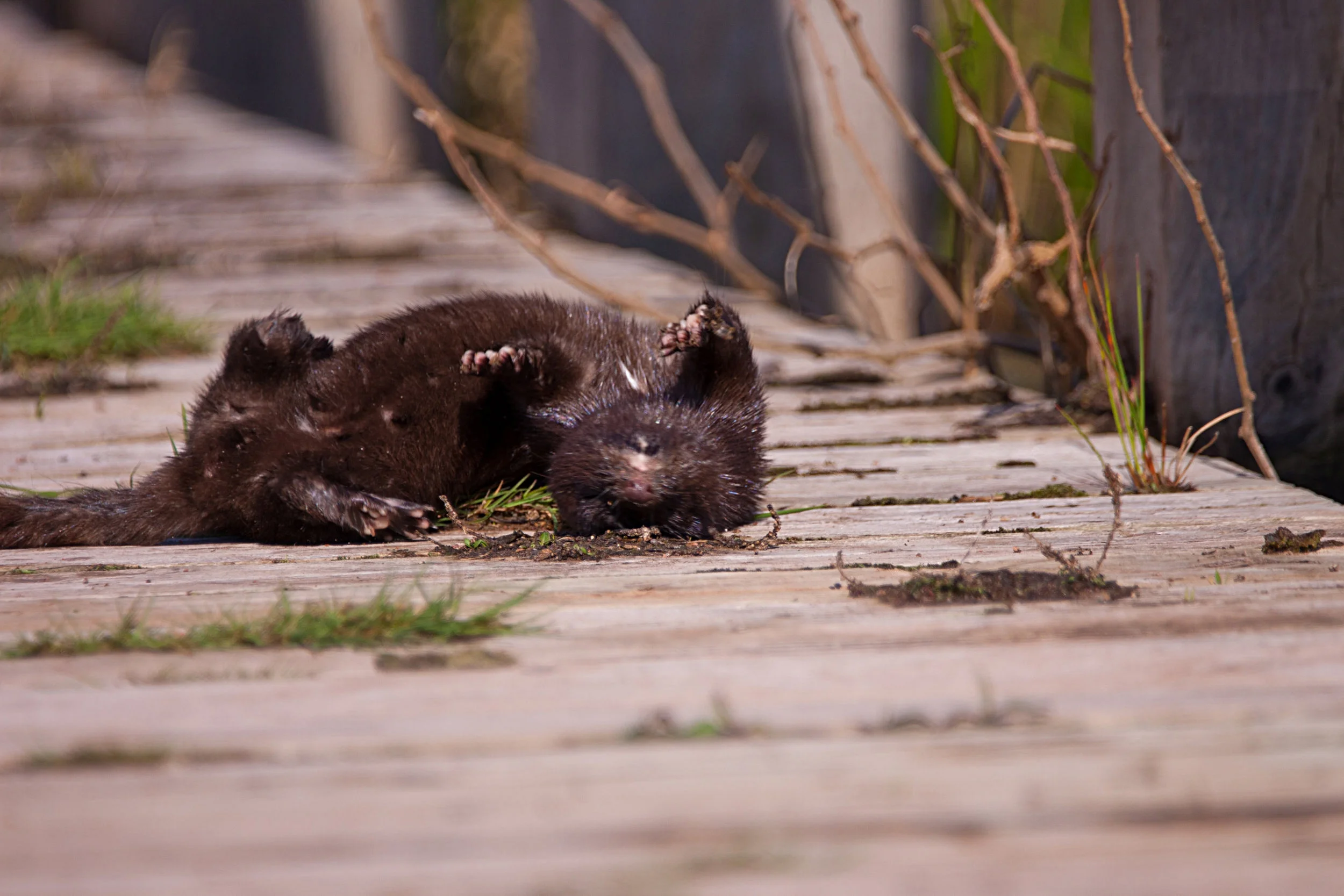 Mink rolling around trying to dry off from the water