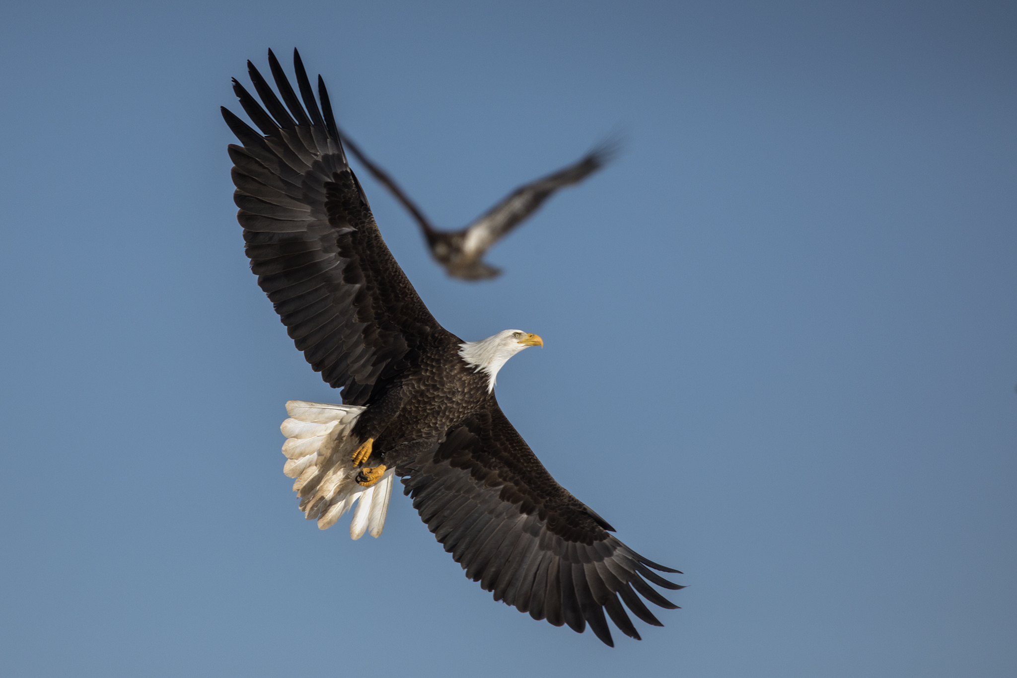 Bald Eagles