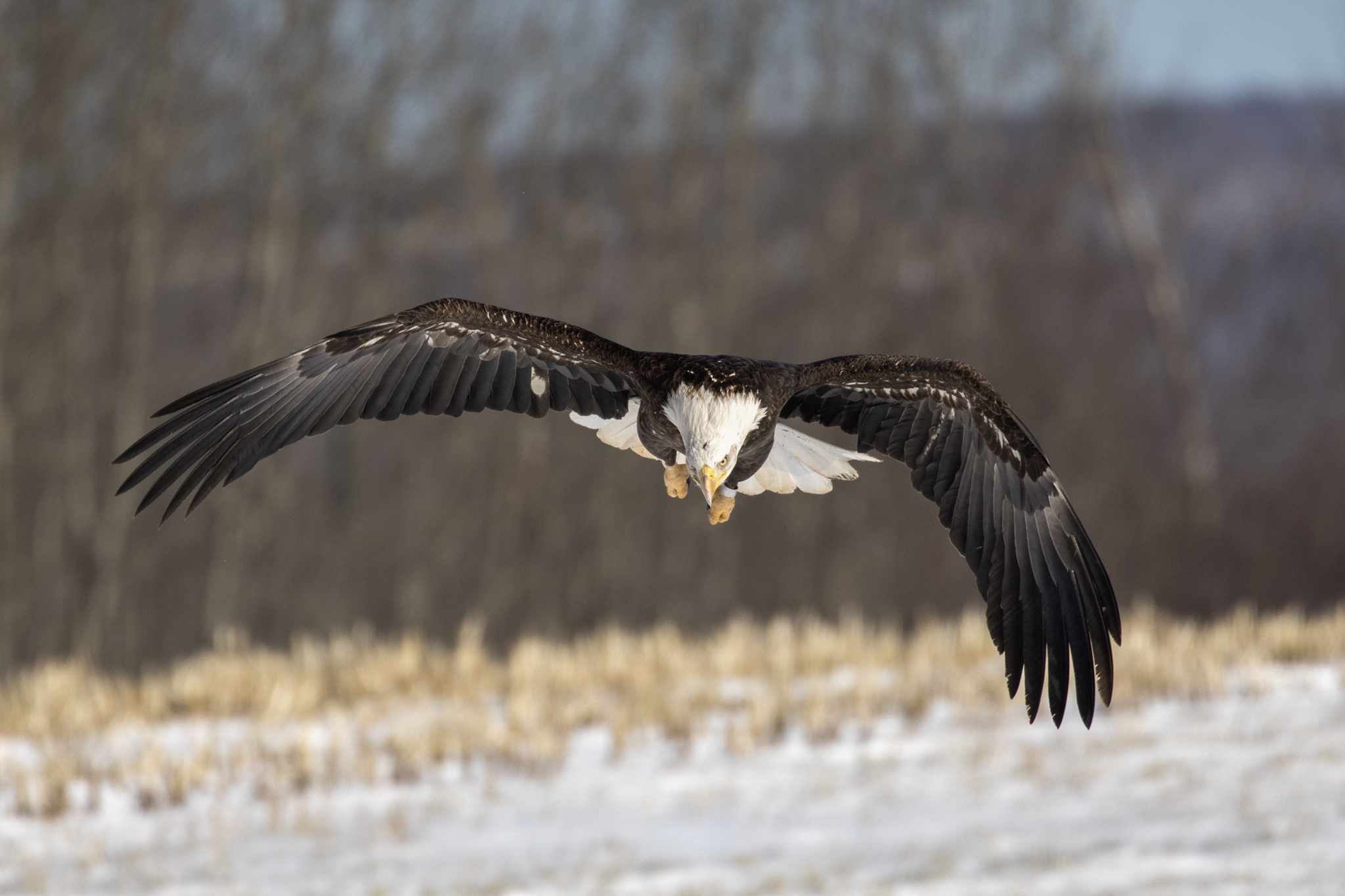 Bald Eagle