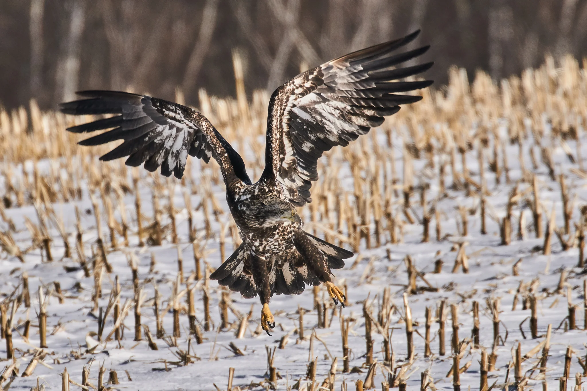 Bald Eagle (Juvenile)
