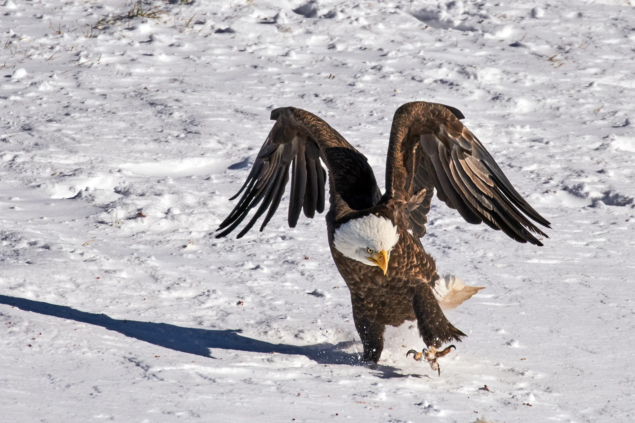 Bald Eagle Dance
