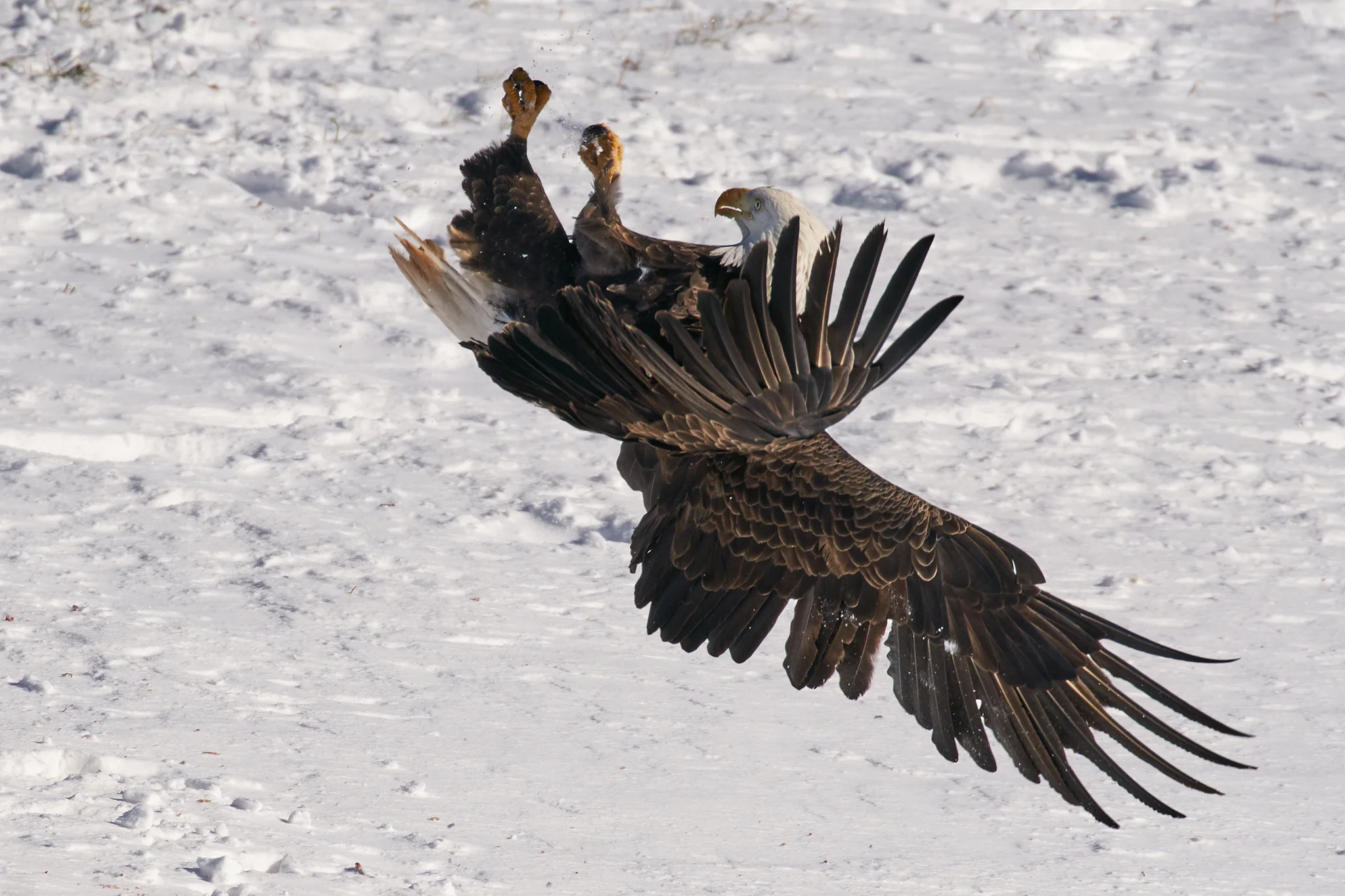 Bald Eagle