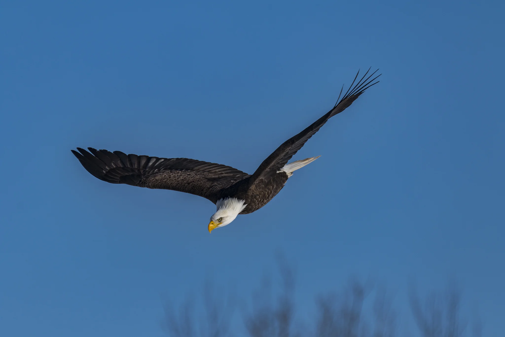 Adult Bald Eagle. Taken at Sheffield Mills, NS January 2018.