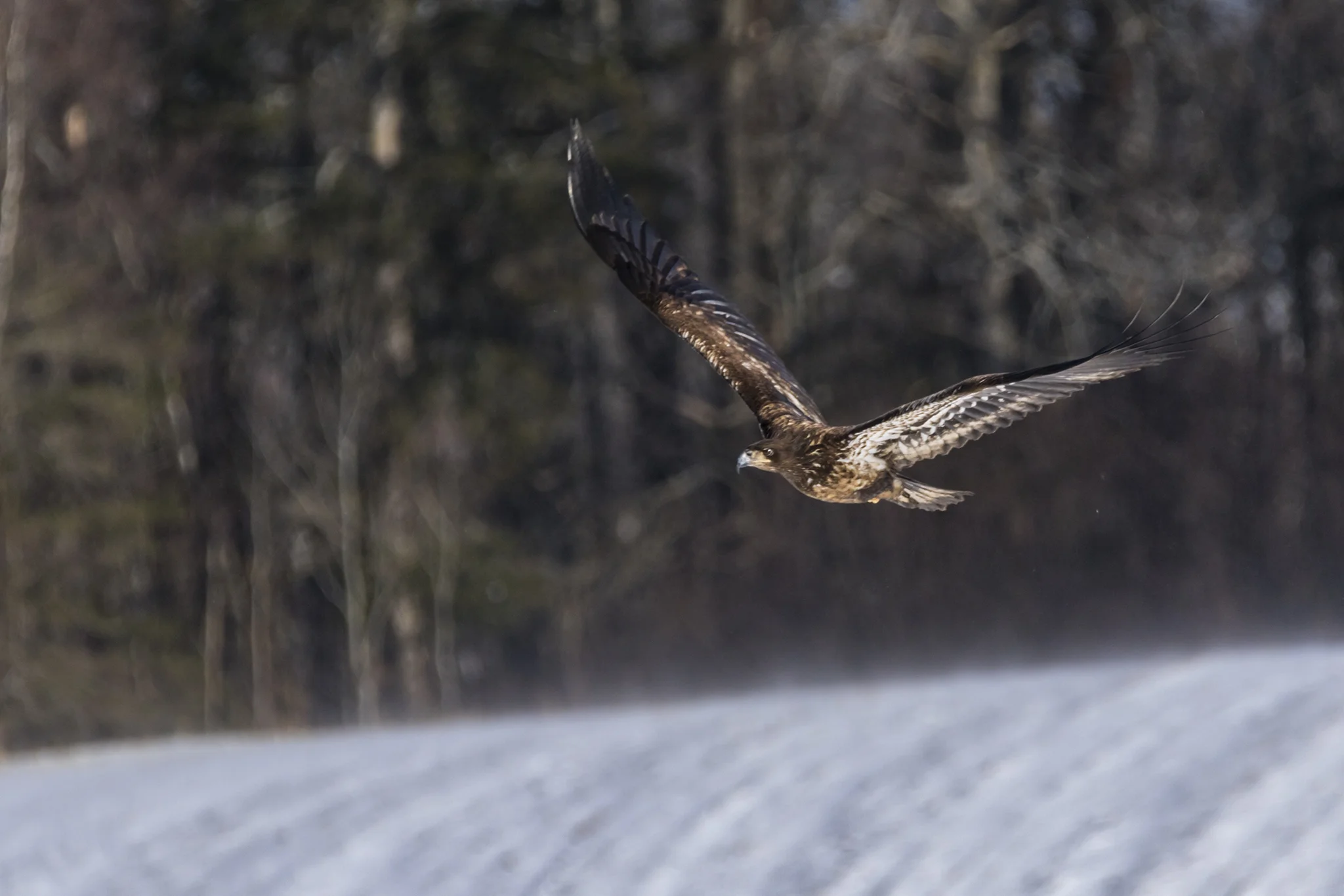 Bald Eagle (juvenile) flying by. Taken at Sheffield Mills, NS January 2018.