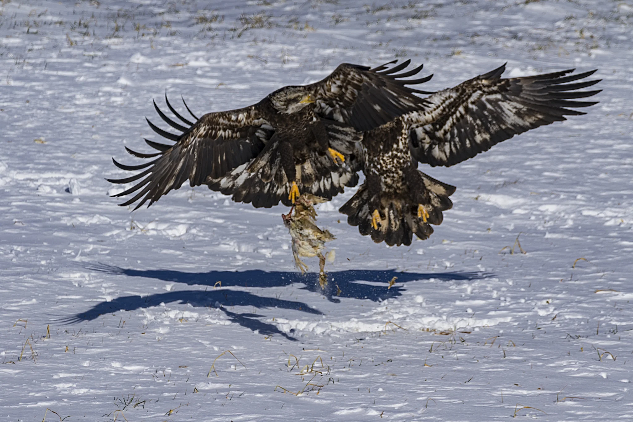 Bald Eagles (juveniles) in a squabble. Taken at Sheffield Mills, NS January 2018.