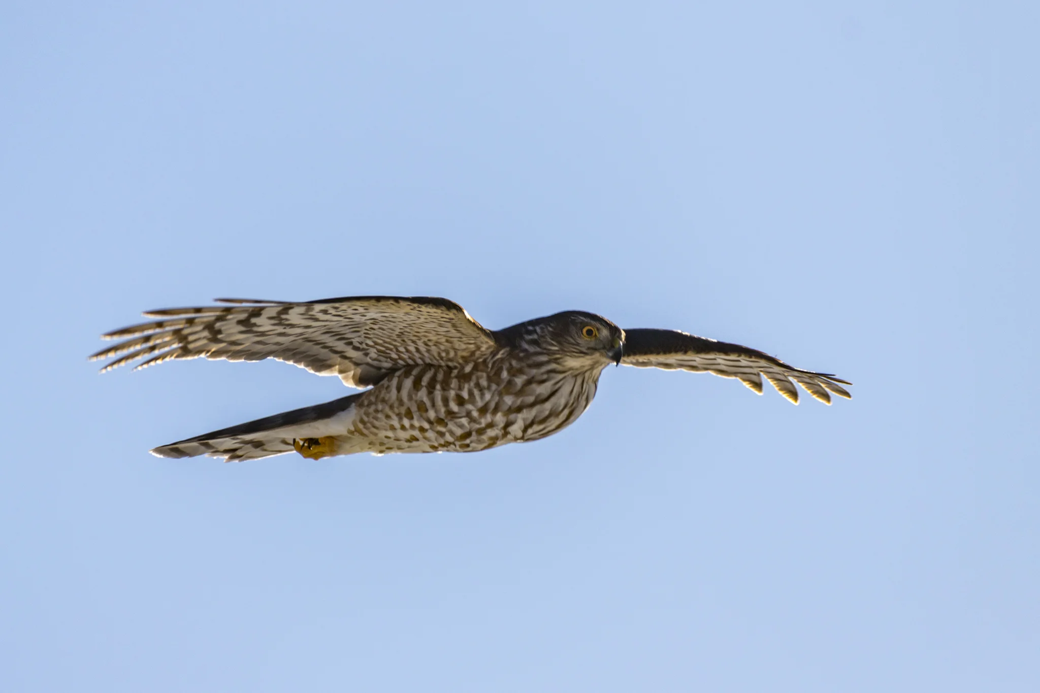 Sharp-shinned Hawk
