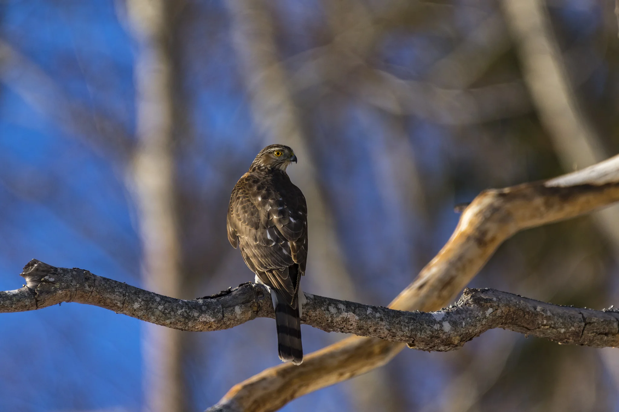 Sharp-shinned Hawk