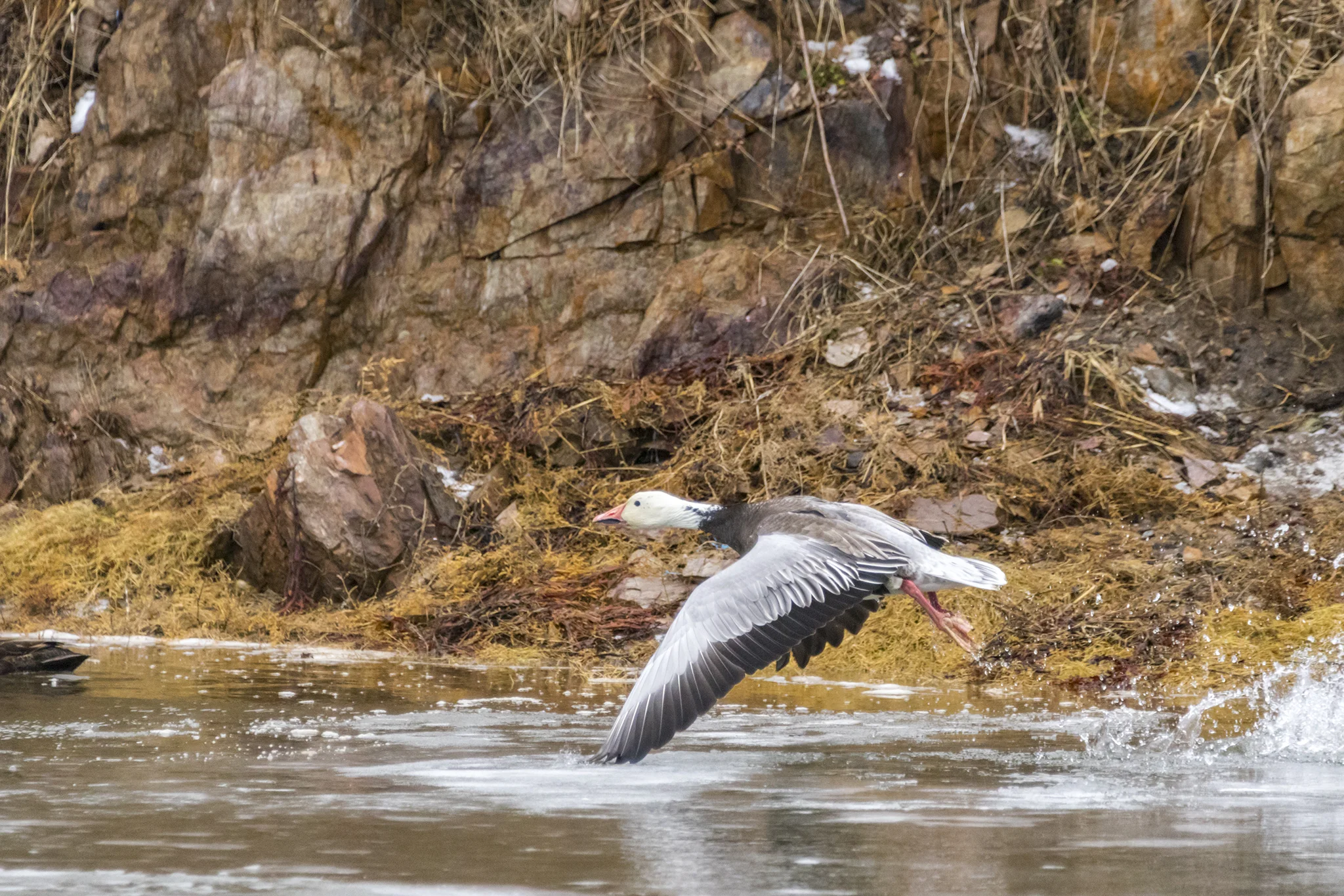 Snow Goose (Blue Morph) in flight.