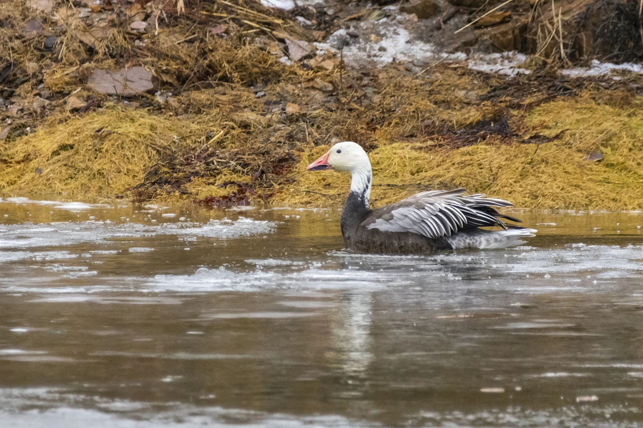 Snow Goose (Blue Morph)