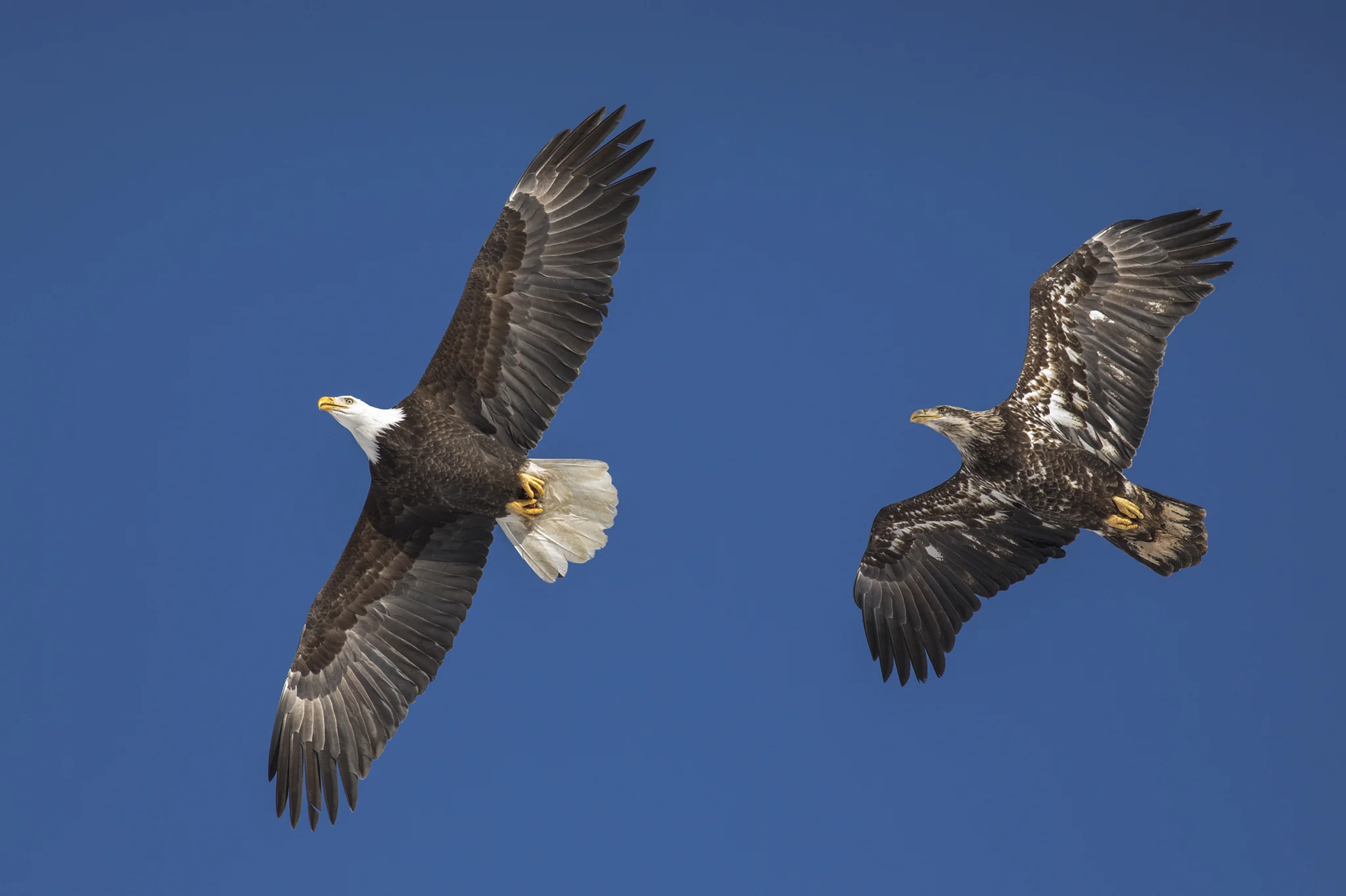 Bald Eagles