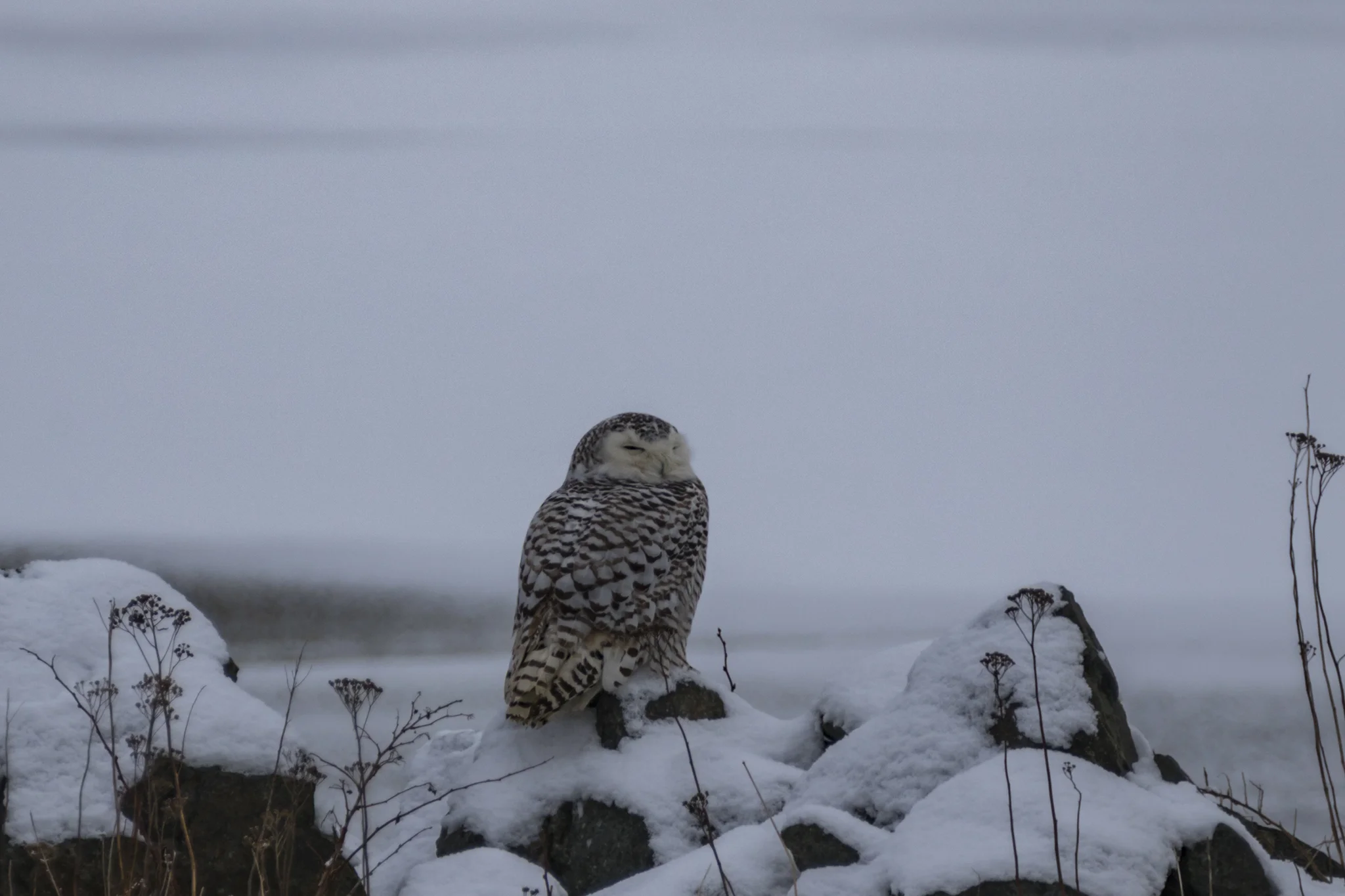 Saint John Snowy Owl