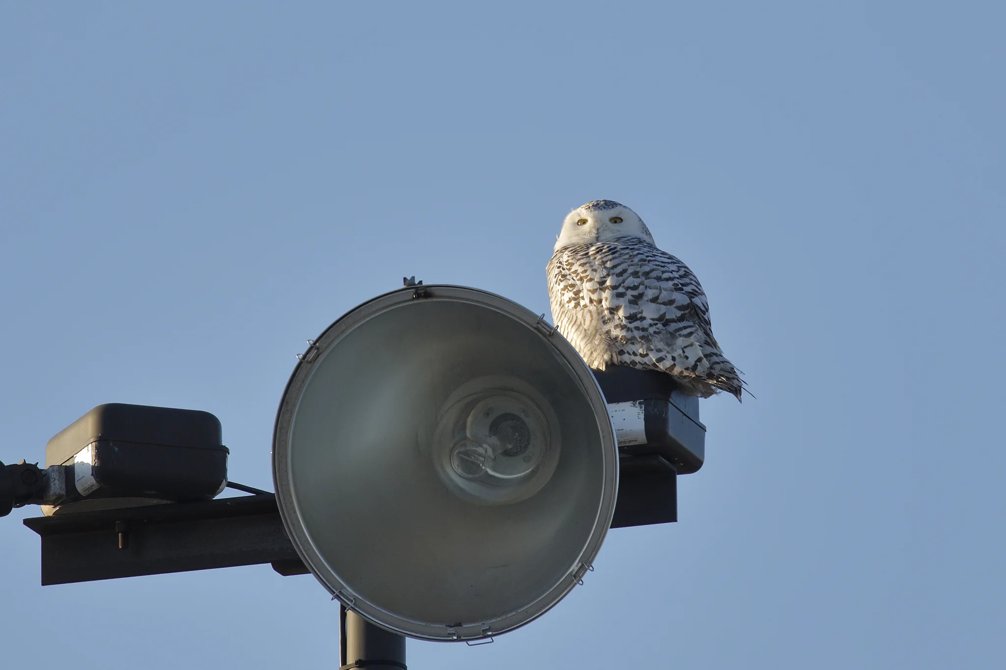 A Light Snow(y) - Snowy Owl