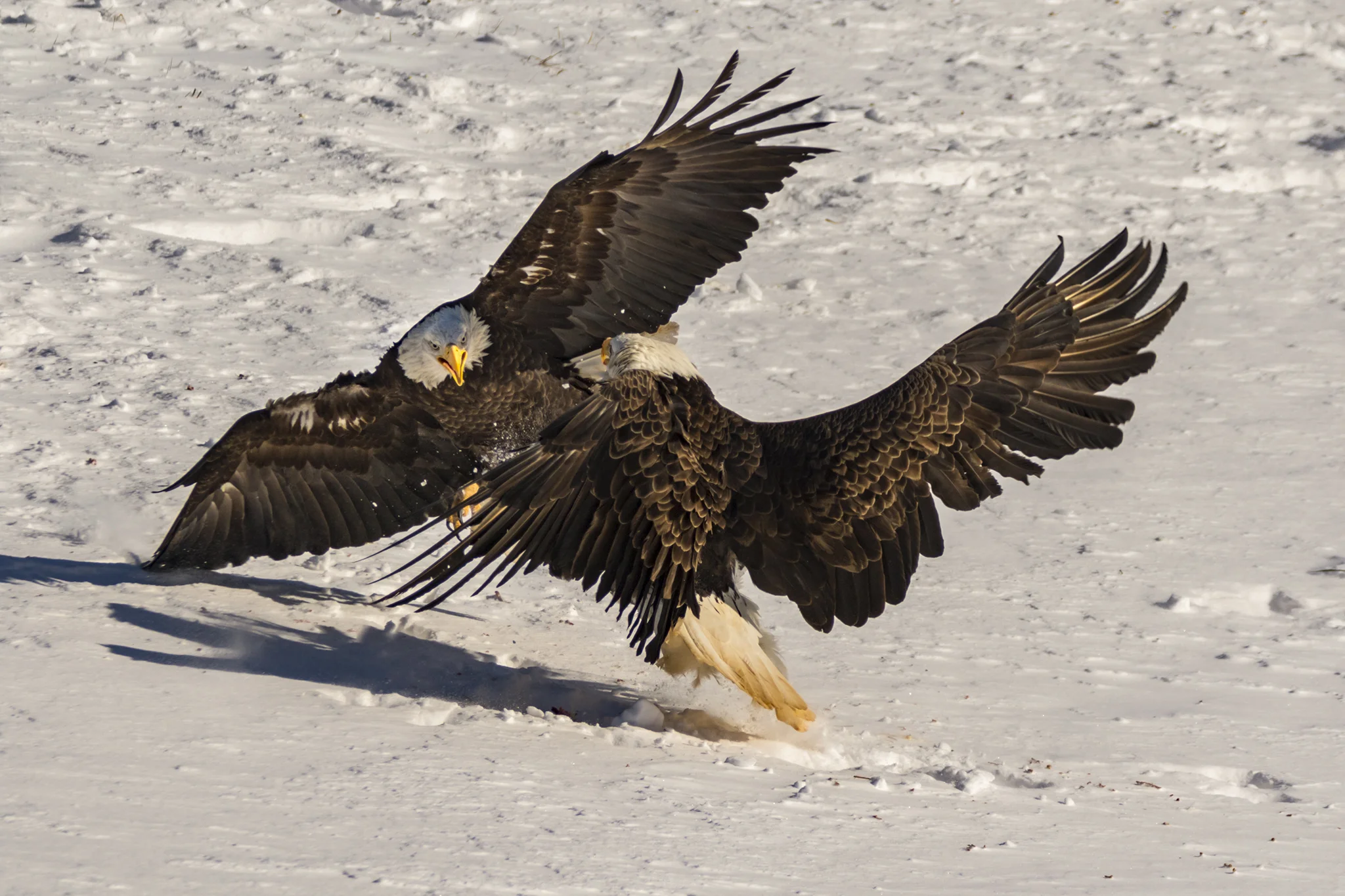 Bald Eagles - Sheffield Mills, NS, Canada