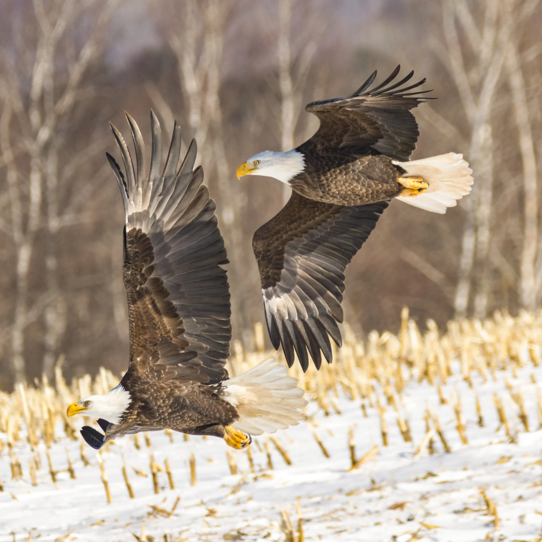 Bald Eagles - Sheffield Mills, NS, Canada