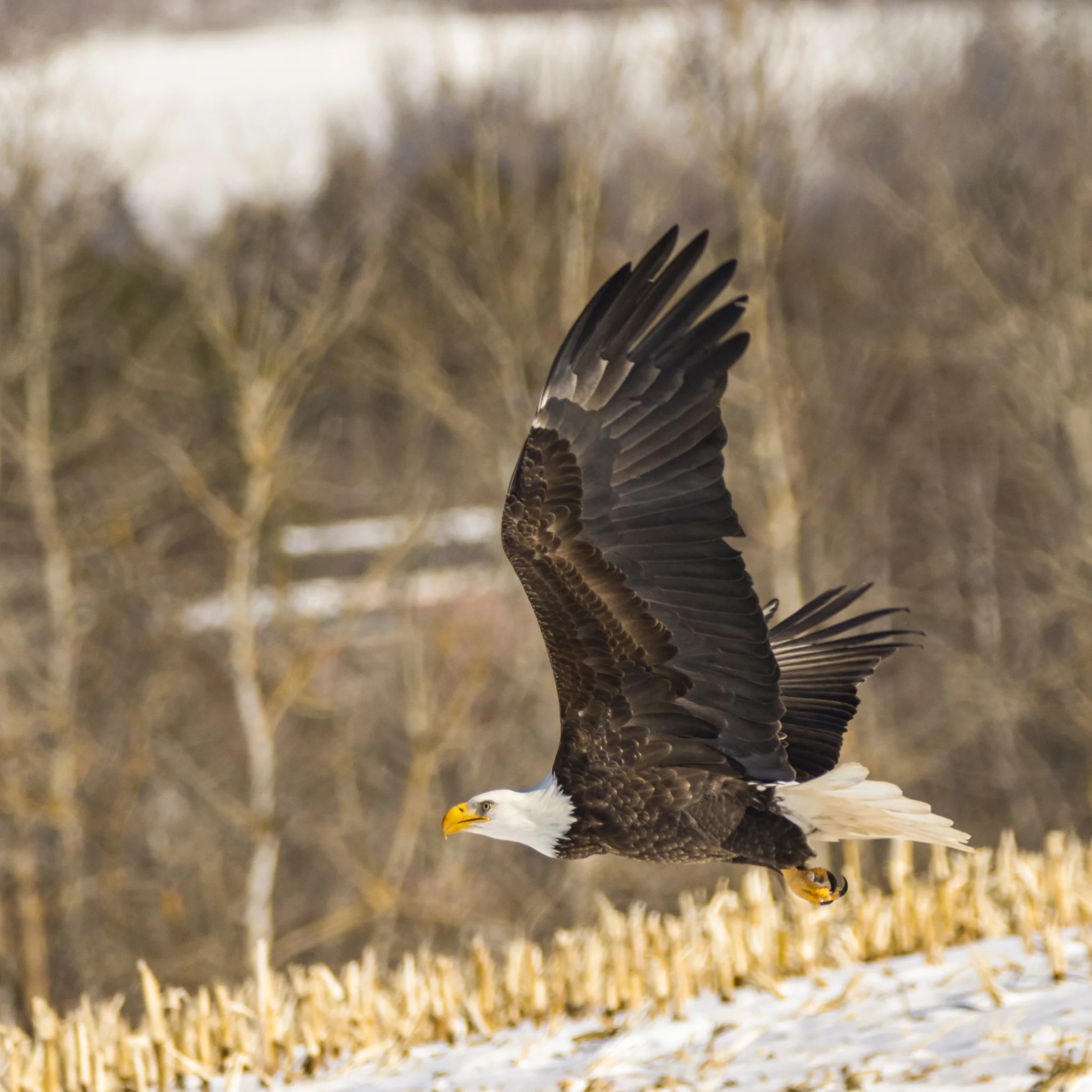 Bald Eagle - Sheffield Mills, NS, Canada
