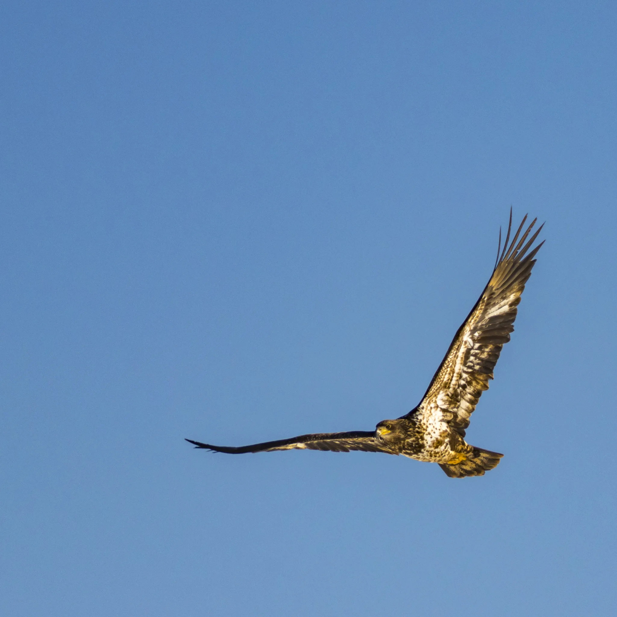Bald Eagle - Sheffield Mills, NS, Canada