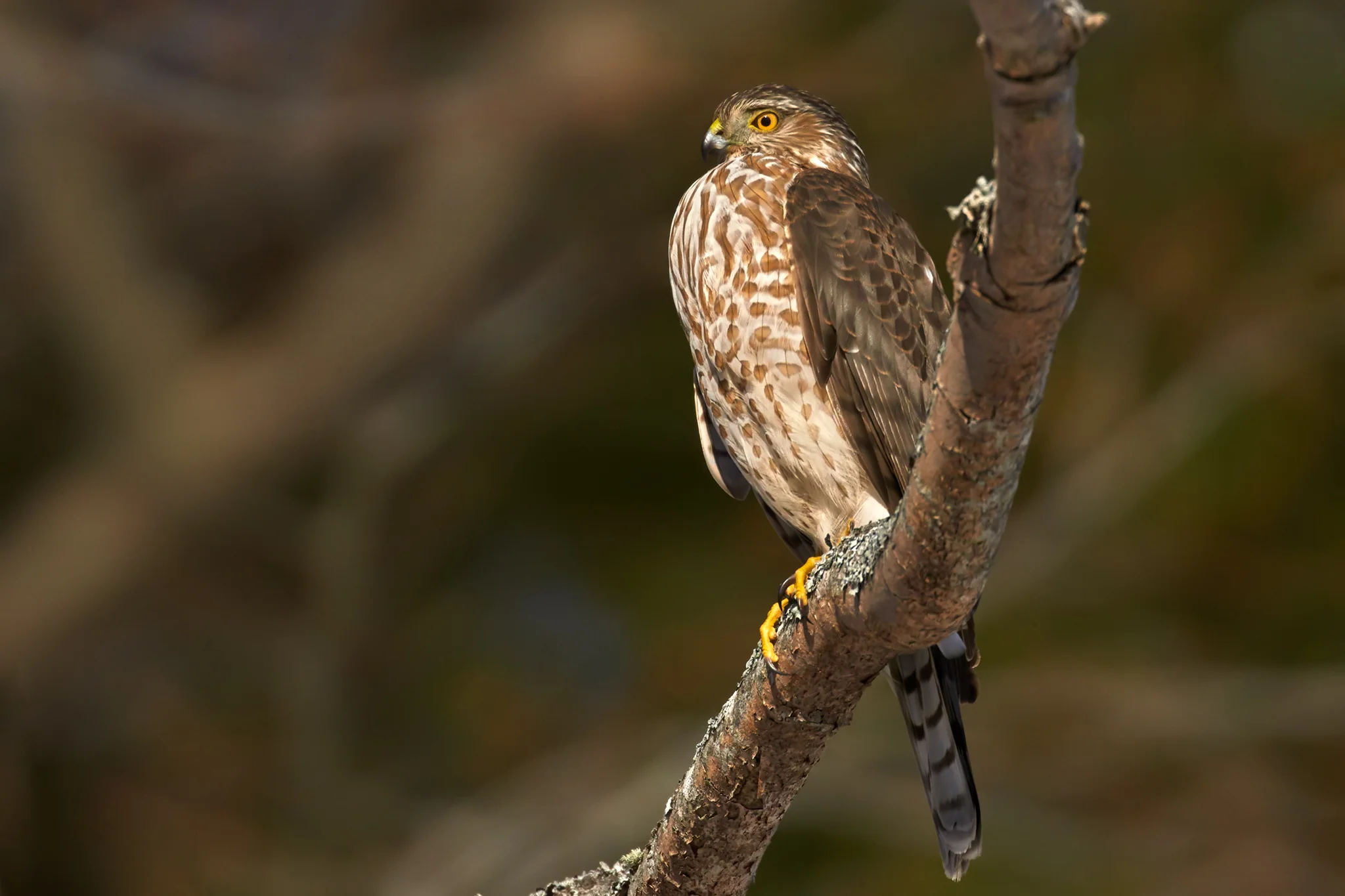 Sharp-shinned Hawk