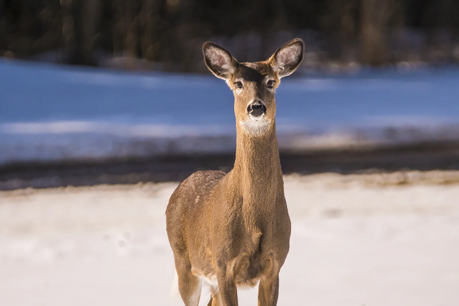 White-tailed Deer