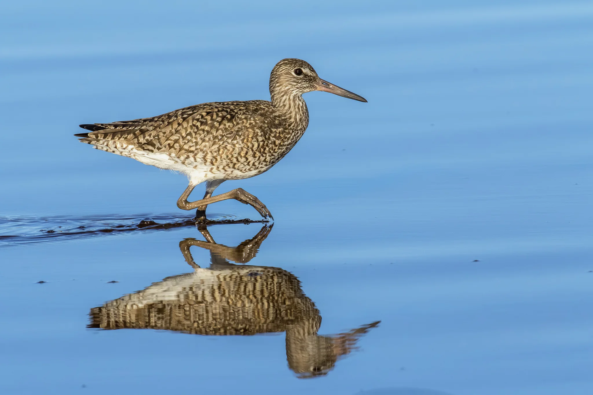 Willet