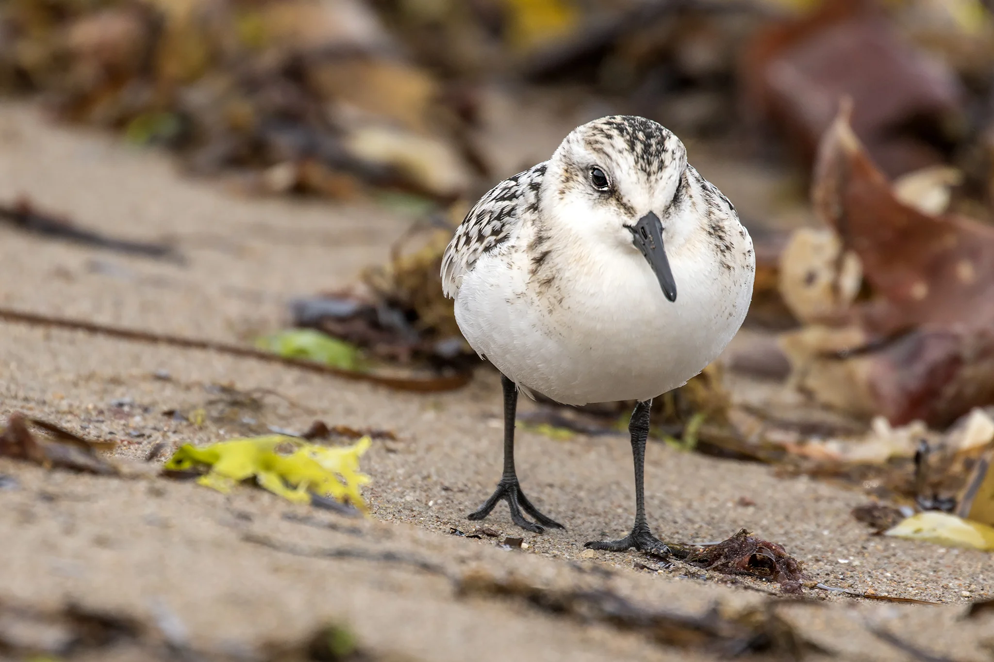 Sanderling