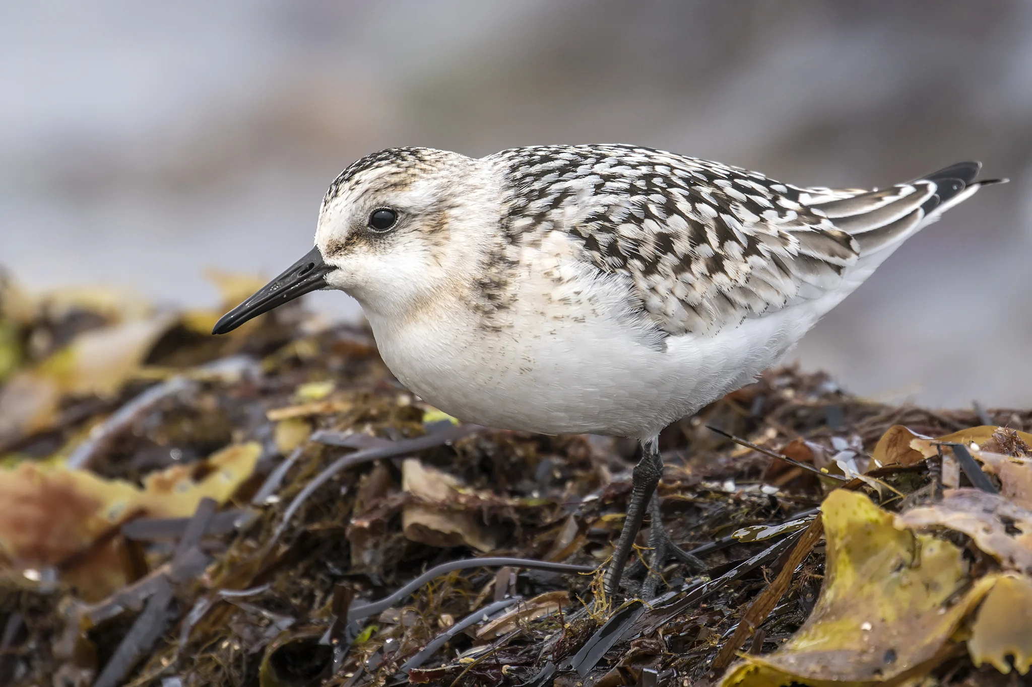 Sanderling