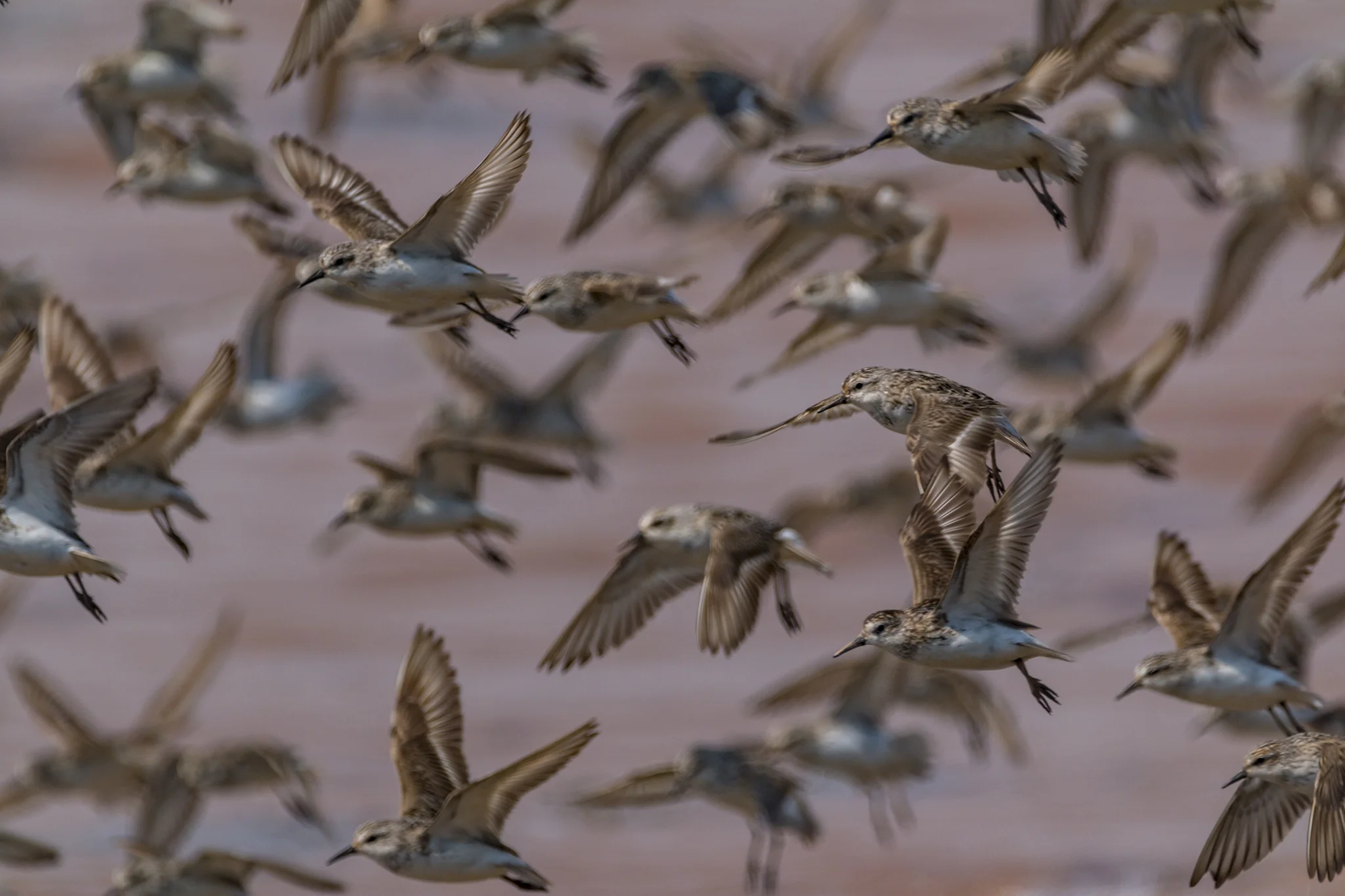 Semipalmated Sandpipers at Johnson’s Mills