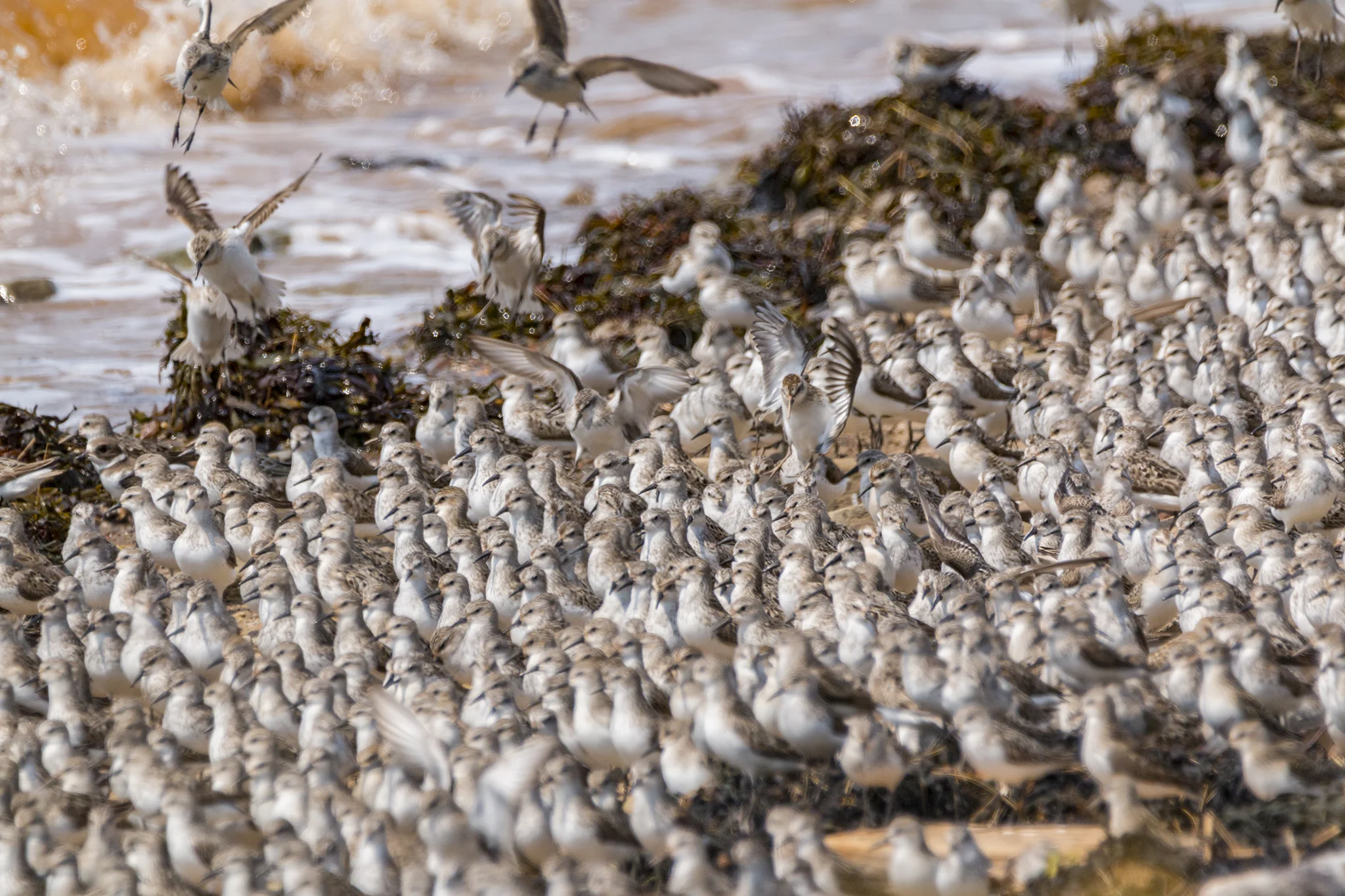 Semipalmated Sandpipers at Johnson’s Mills