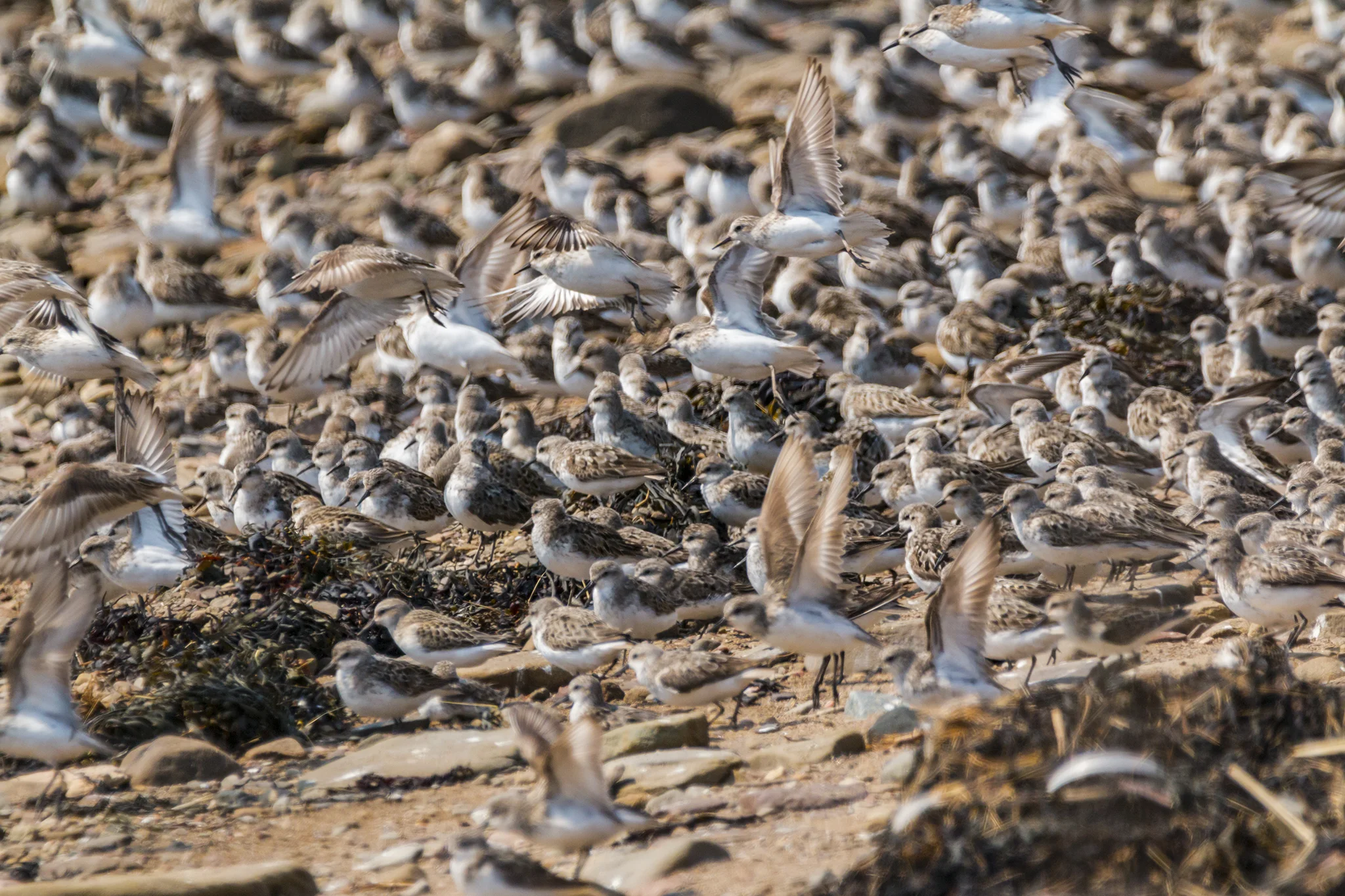 Semipalmated Sandpipers at Johnson’s Mills