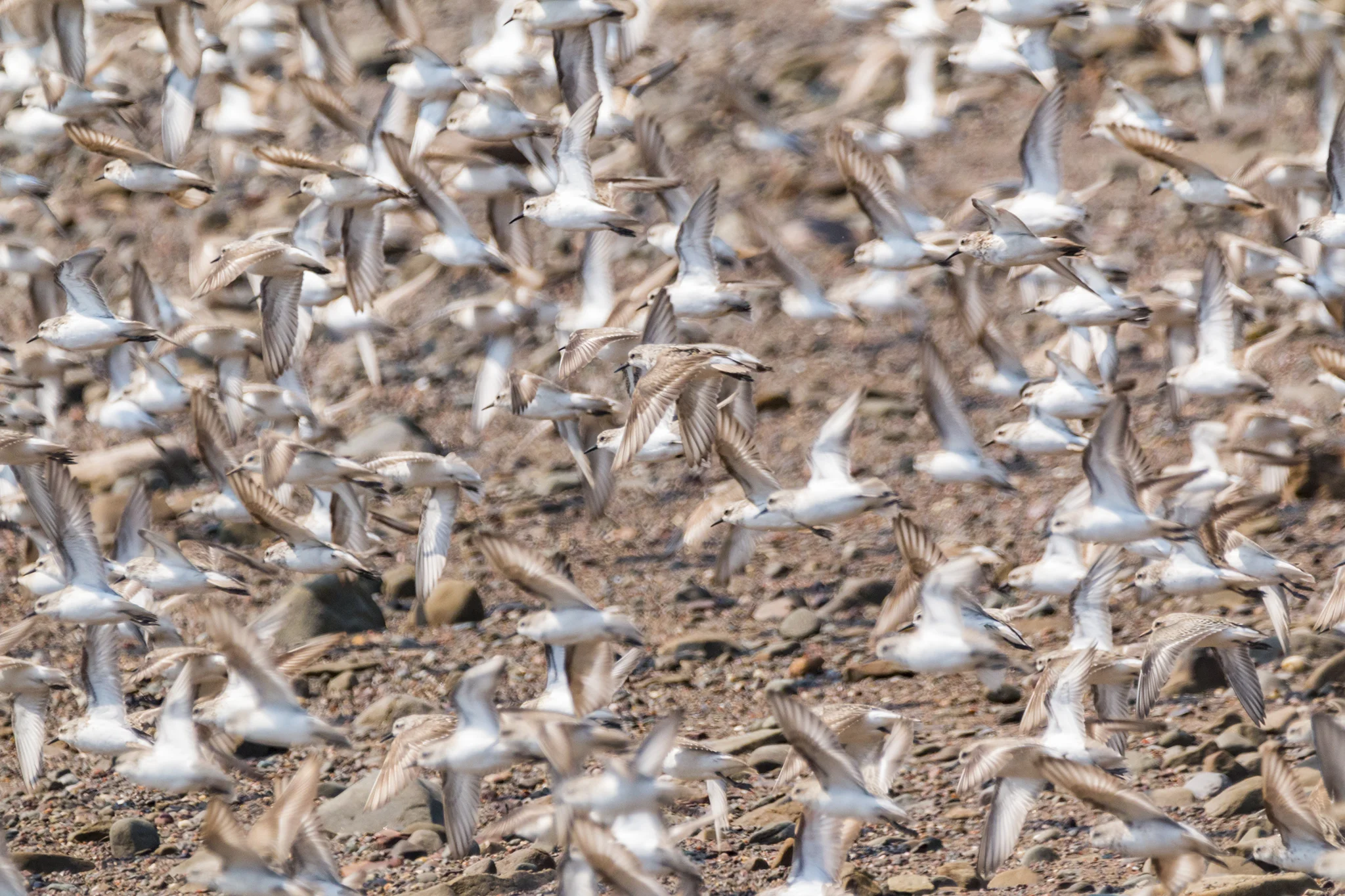 Semipalmated Sandpipers at Johnson’s Mills