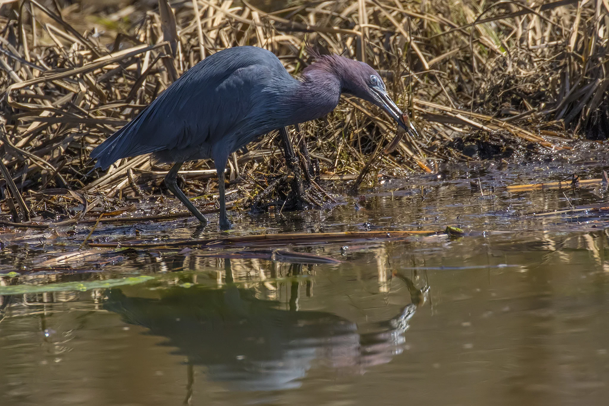 Little Blue Heron