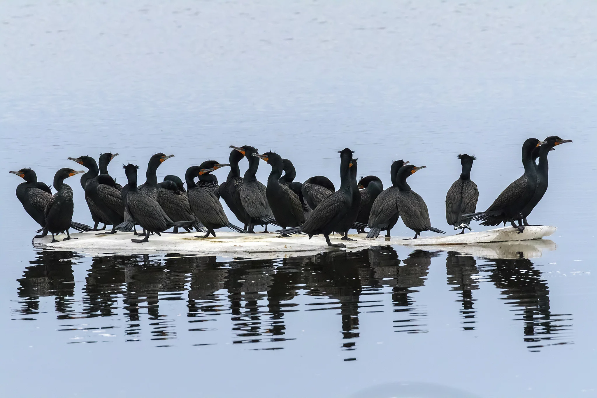 Double-crested Cormorants