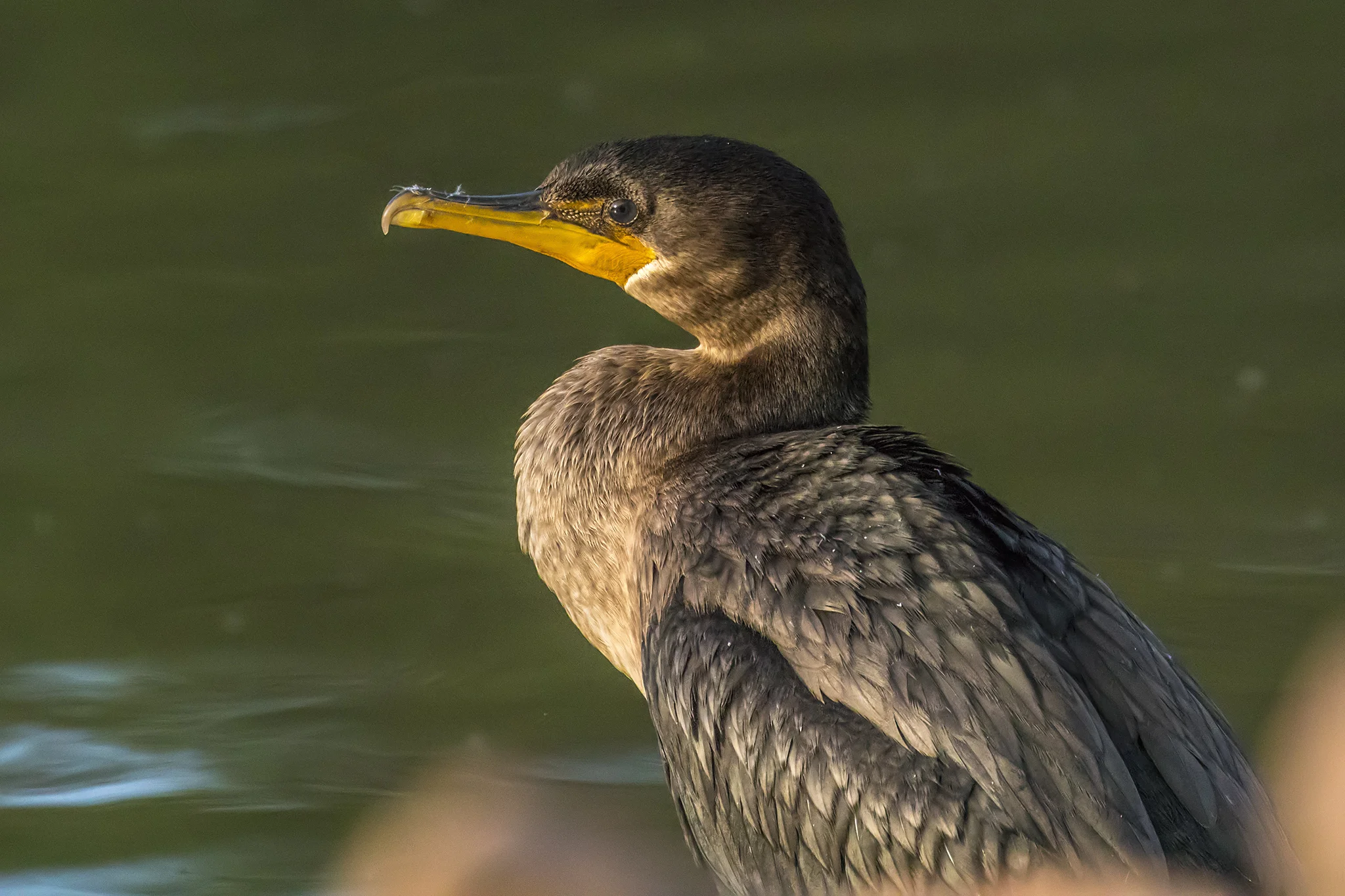 Double-crested Cormorant