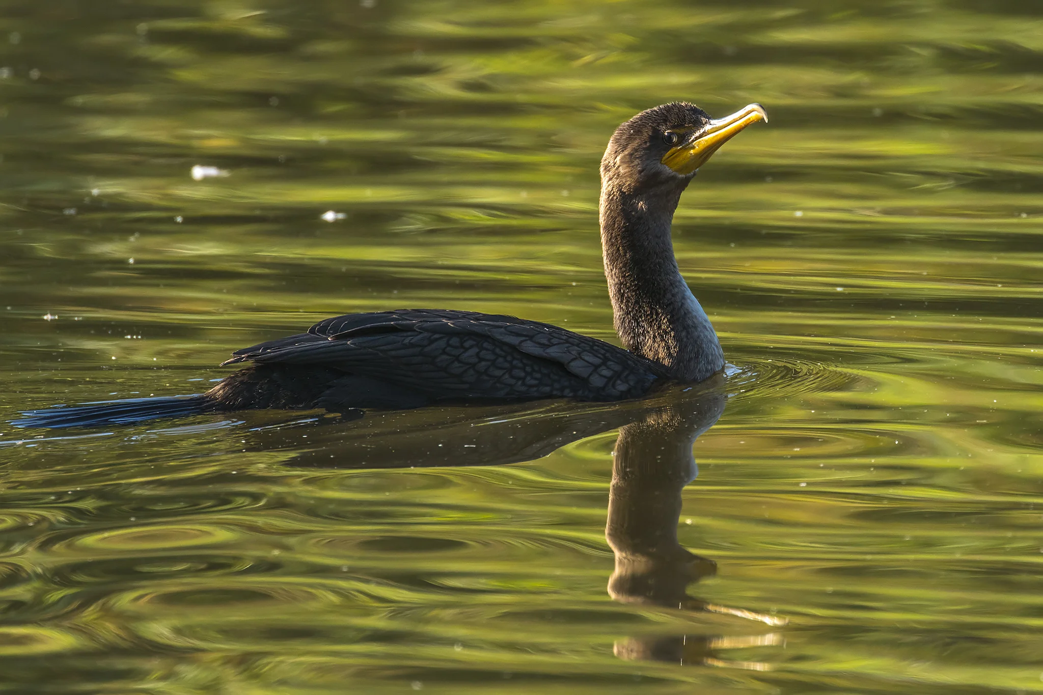 Double-crested Cormorant
