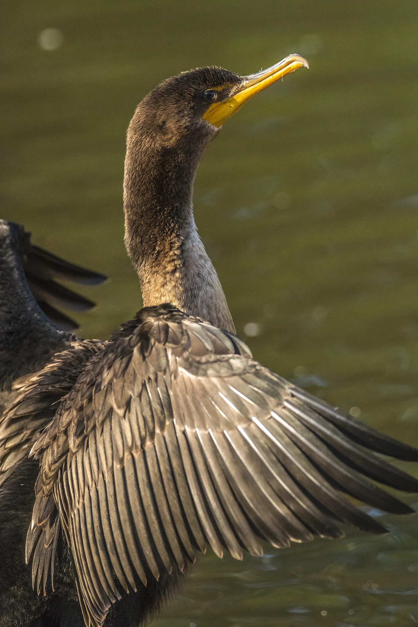 Double-crested Cormorant