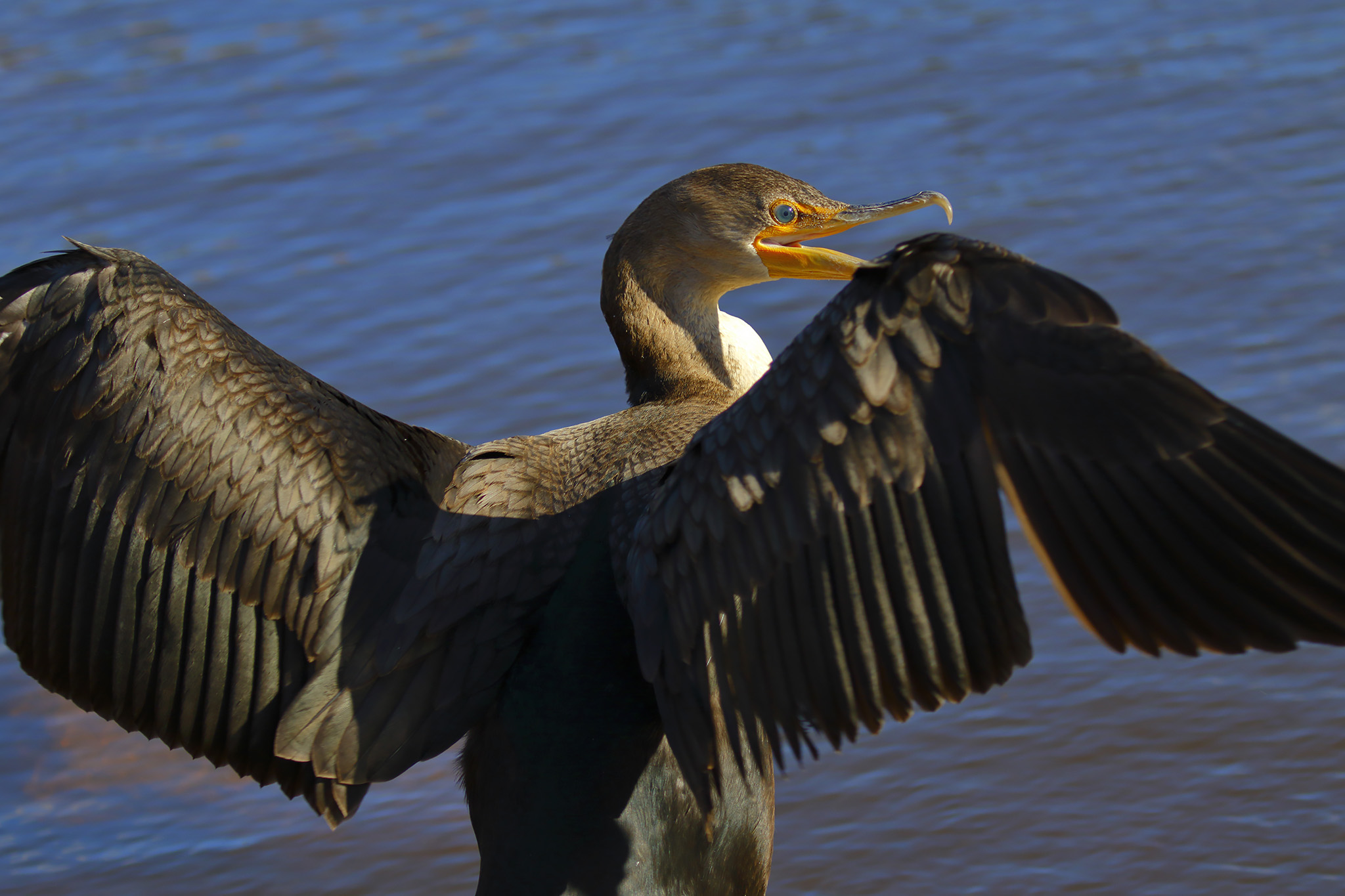 BL_EOS 7D Mark II-161013-9978.jpg