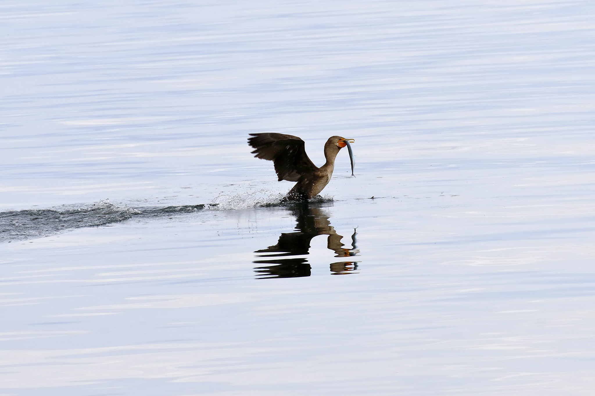BL_EOS 7D Mark II-161026-3799.jpg