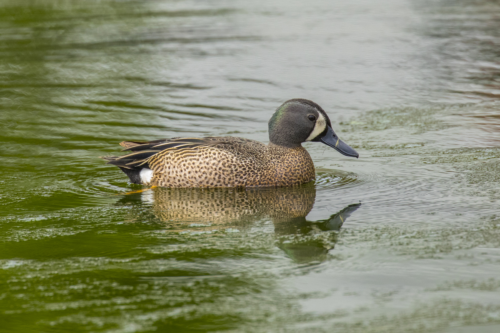 BL_EOS 5D Mark IV-170525-3839.jpg