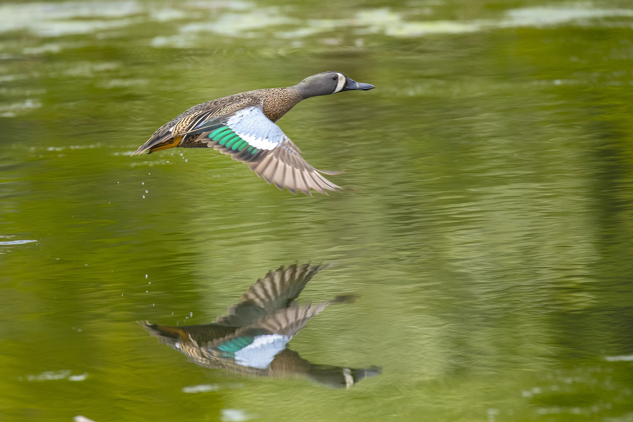 BL_EOS 5D Mark IV-170525-3854.jpg