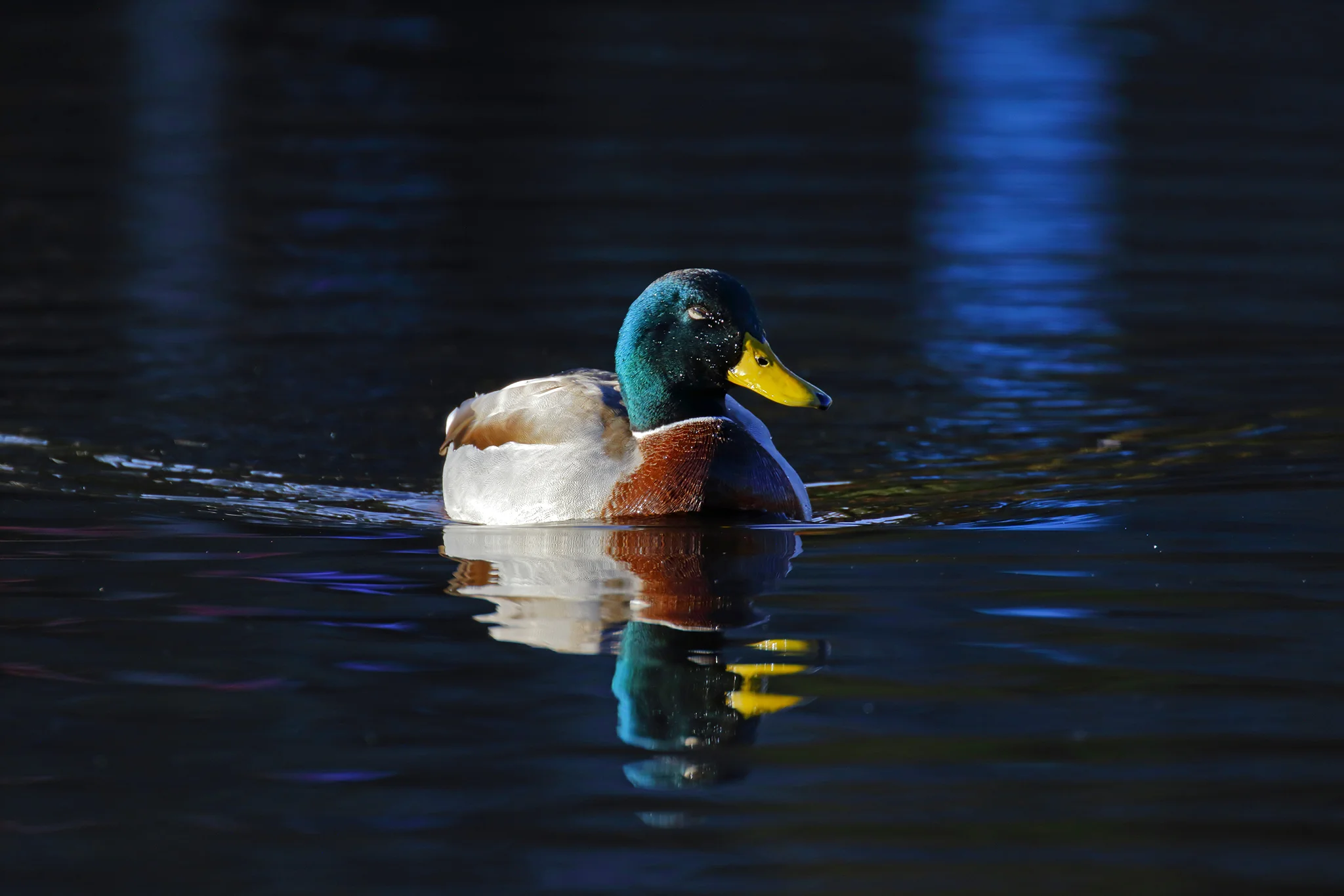 BL_EOS 7D Mark II-161020-2253.jpg