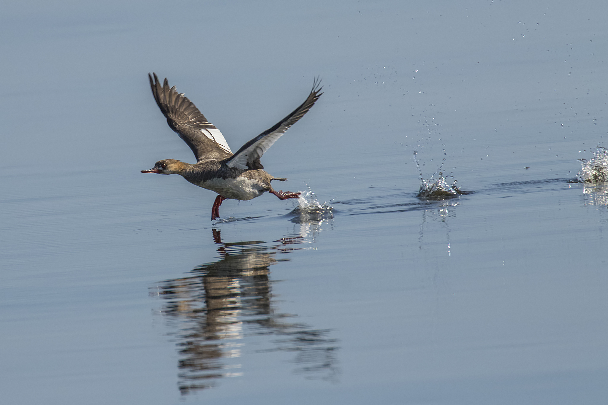 BL_EOS 7D Mark II-170411-5063.jpg