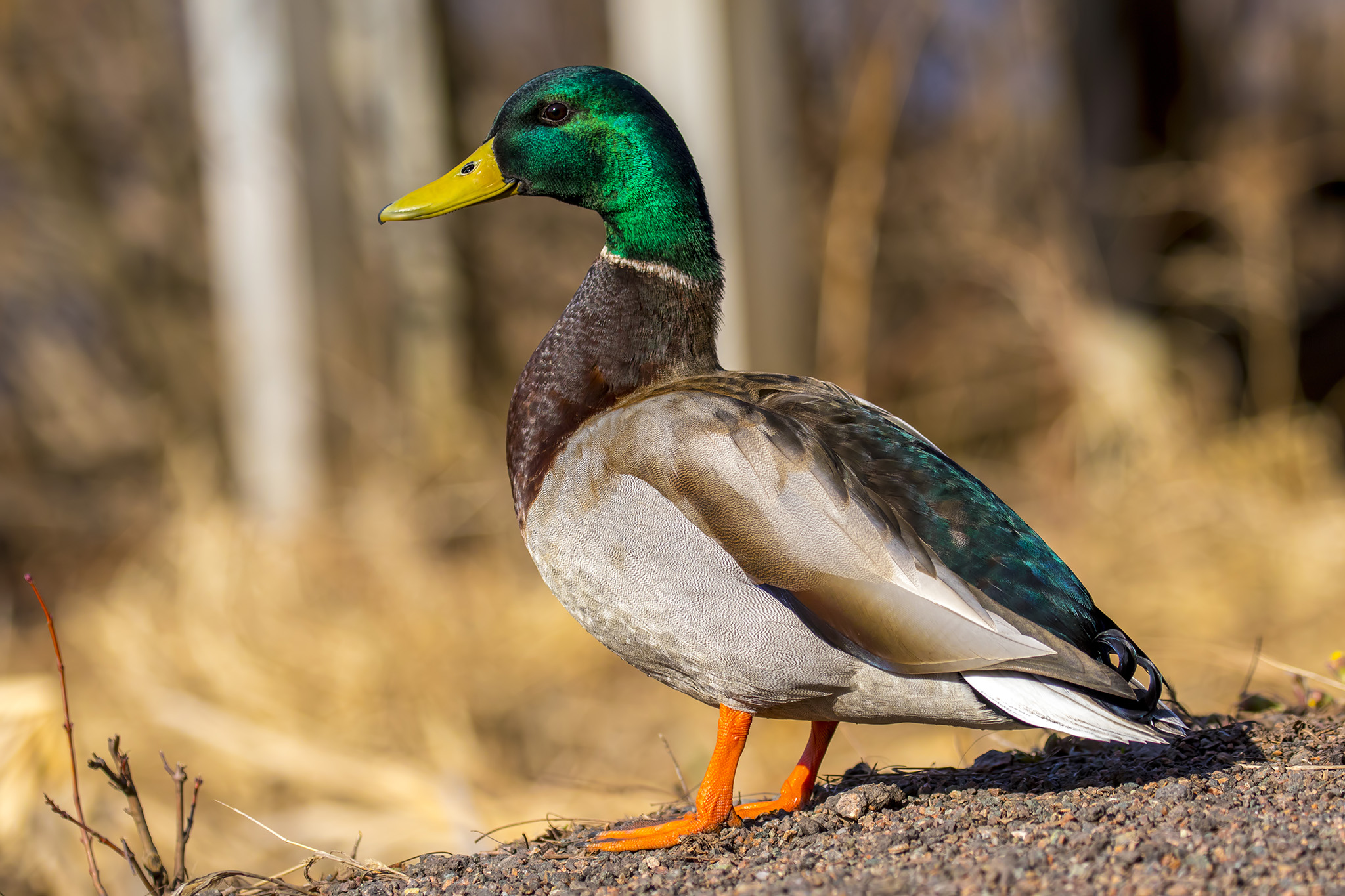 BL_EOS 7D Mark II-170419-7481.jpg