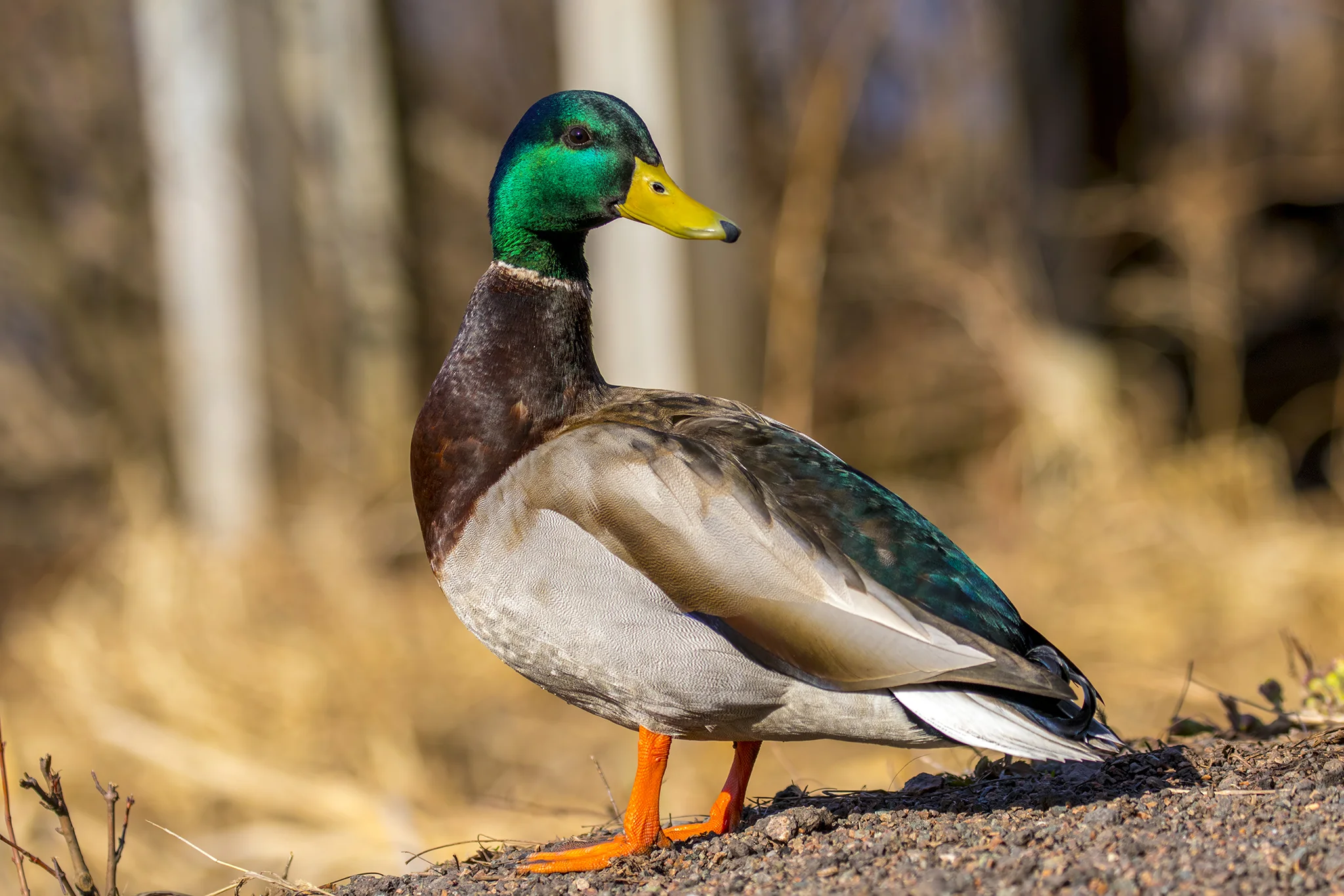 BL_EOS 7D Mark II-170419-7476.jpg