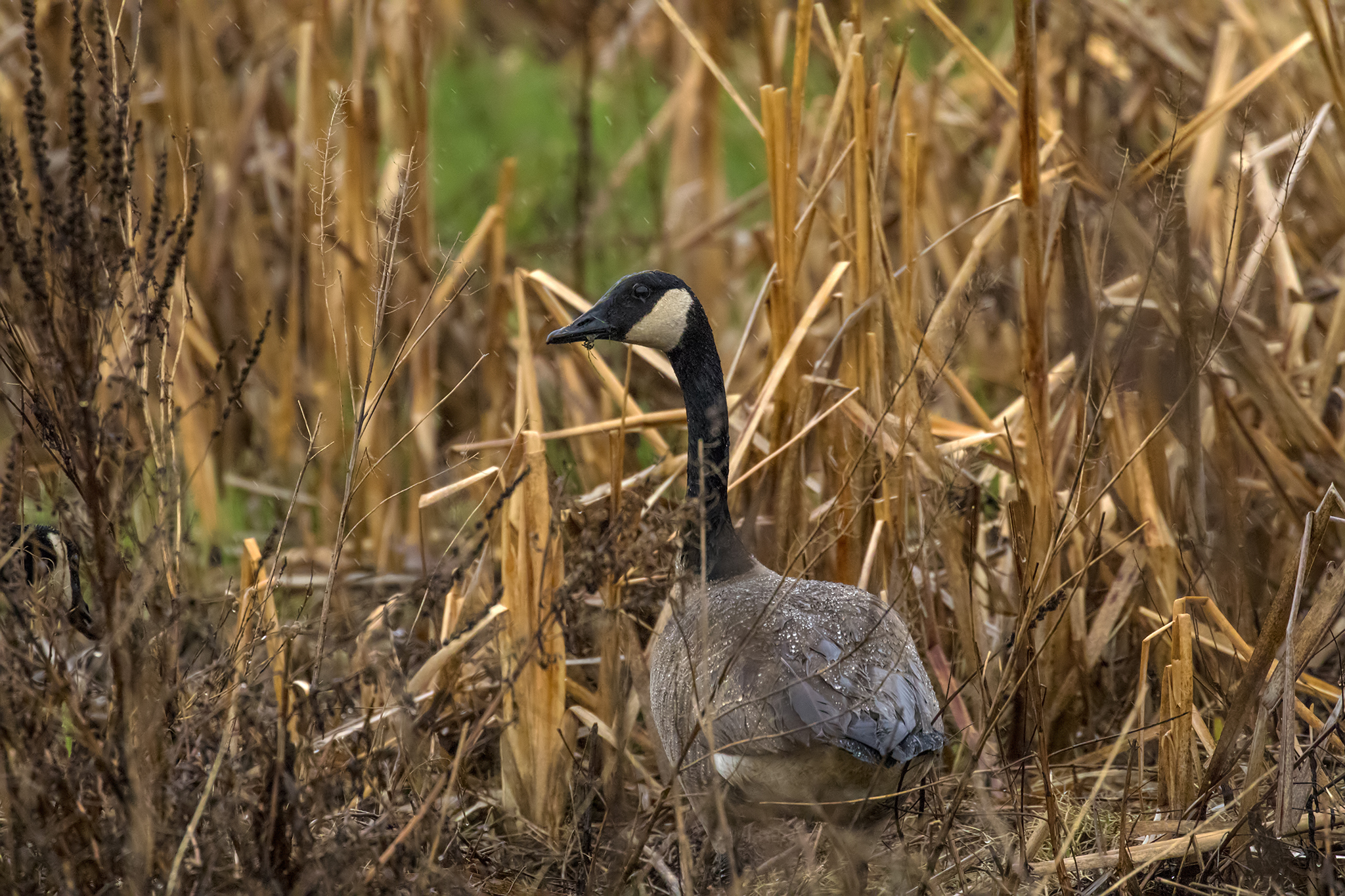 BL_EOS 7D Mark II-170506-0120.jpg