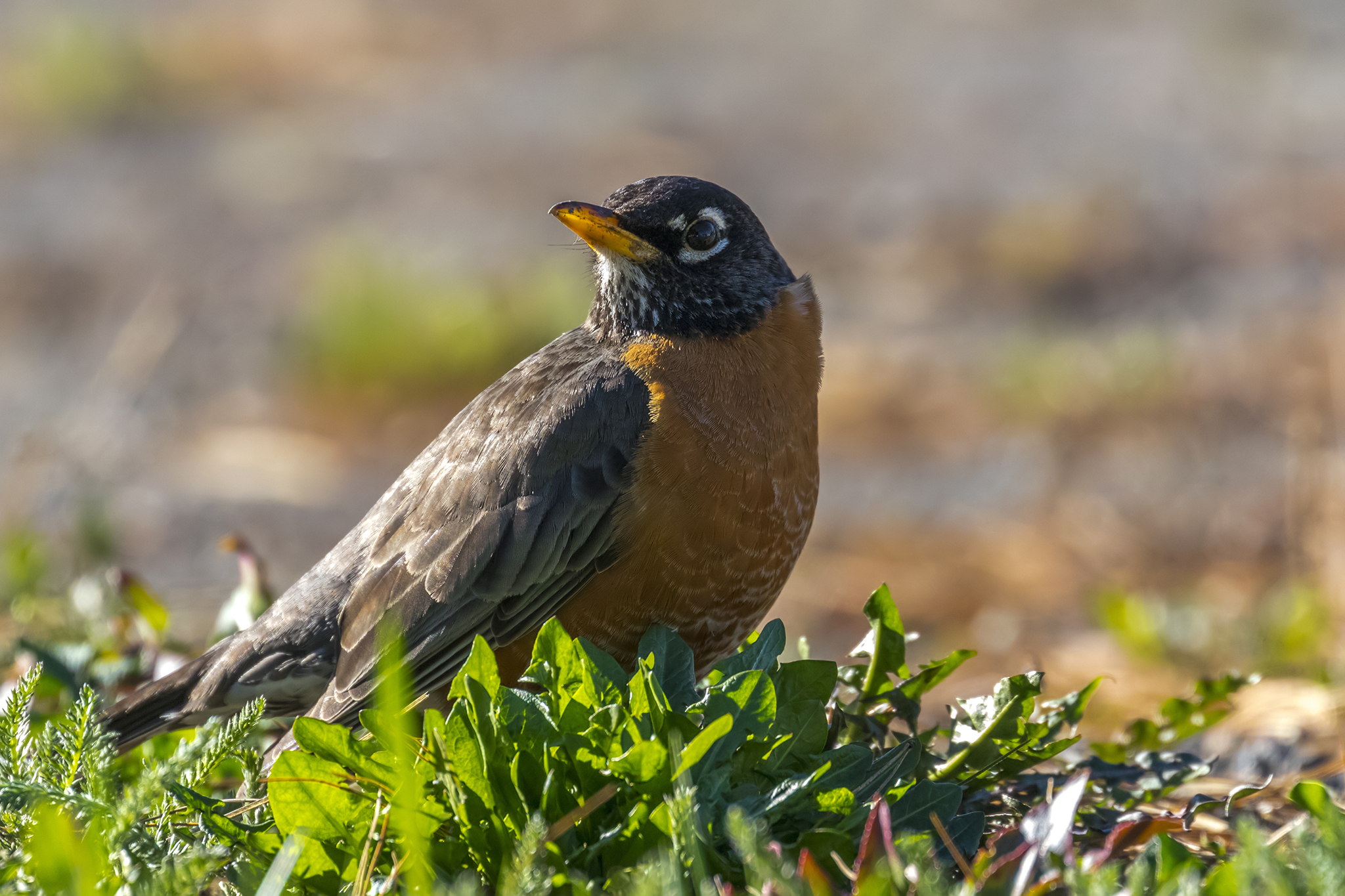 BL_EOS 7D Mark II-170430-0106.jpg