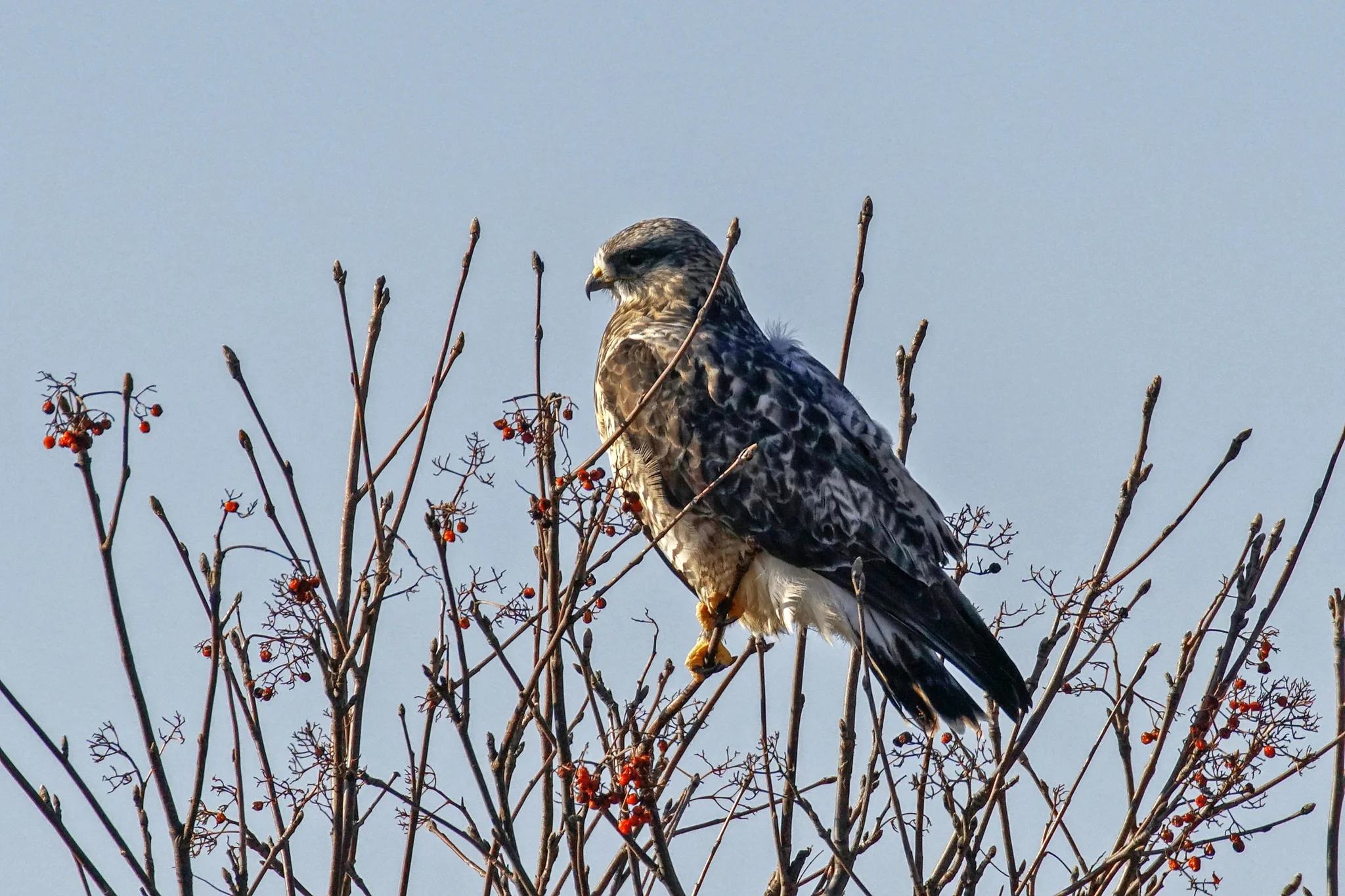 Rough-legged Hawk