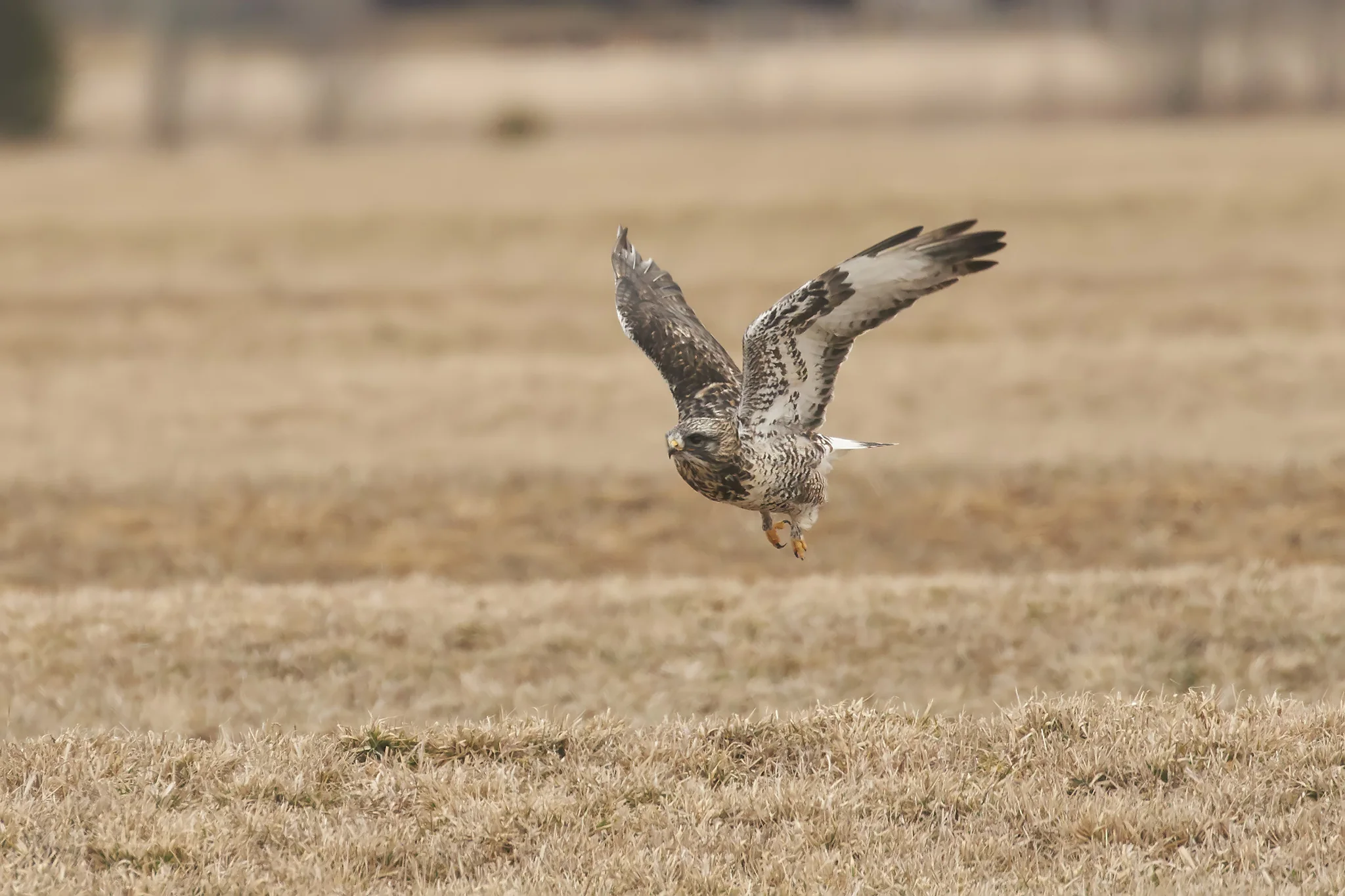 Rough-legged Hawk