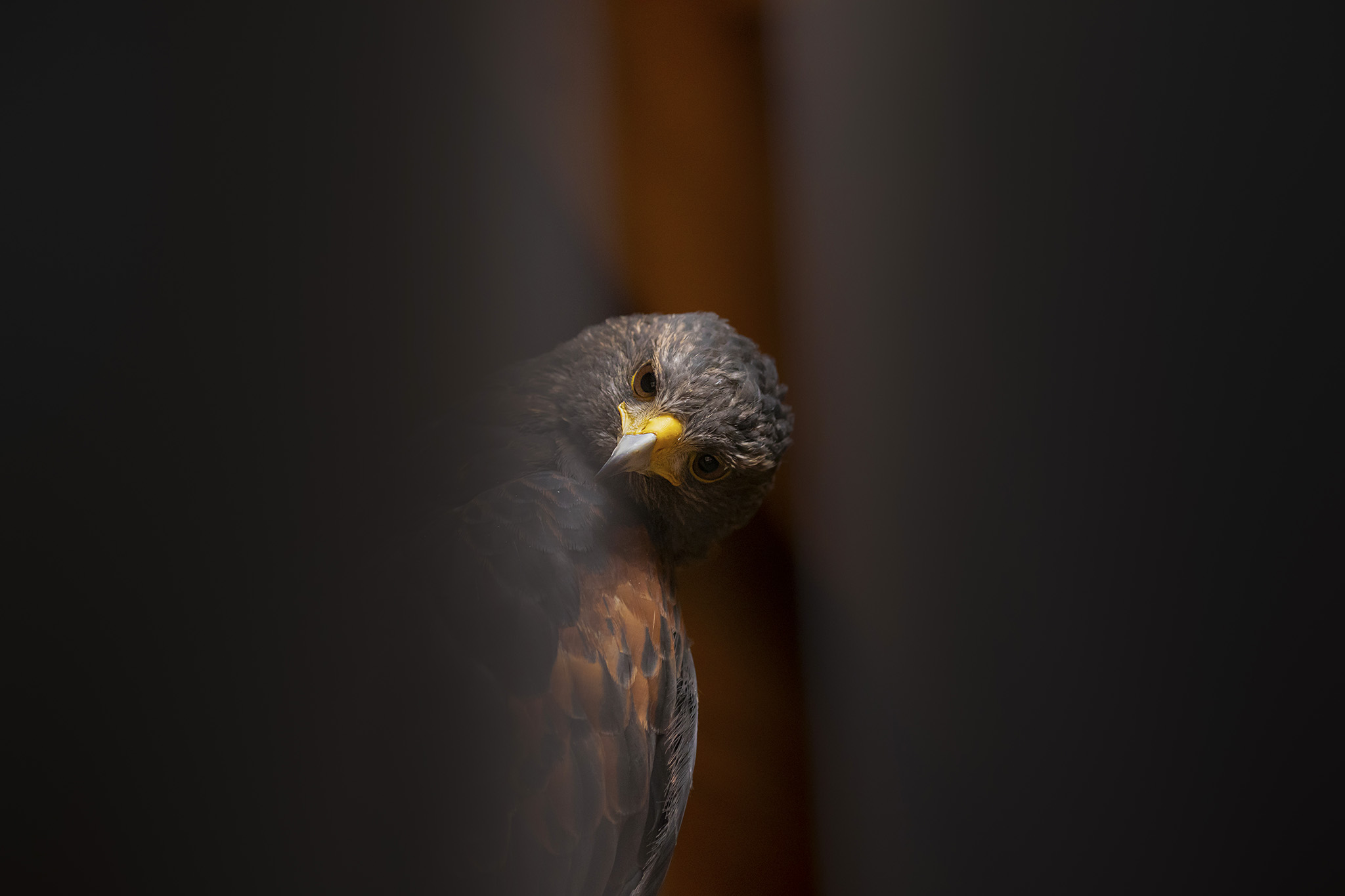 Harris Hawk