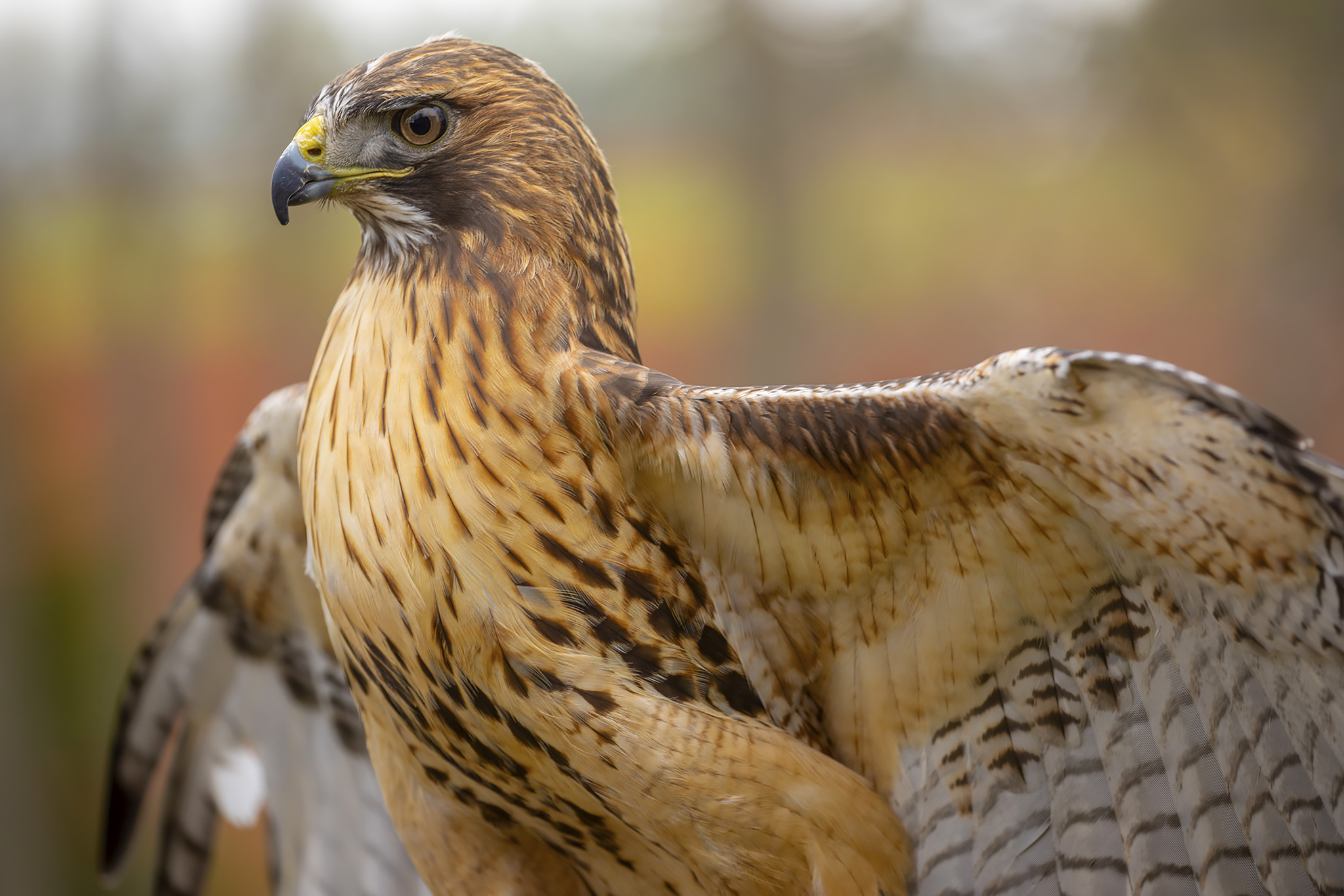 Red-tailed Hawk